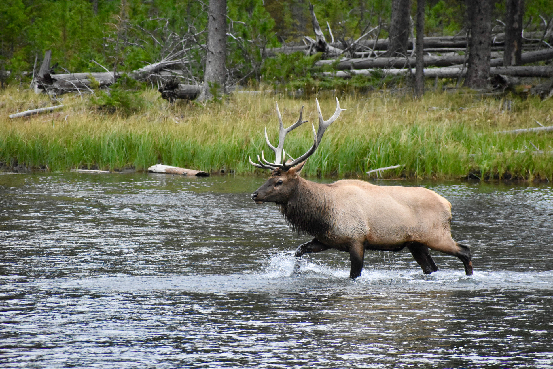 Elk crossing a river