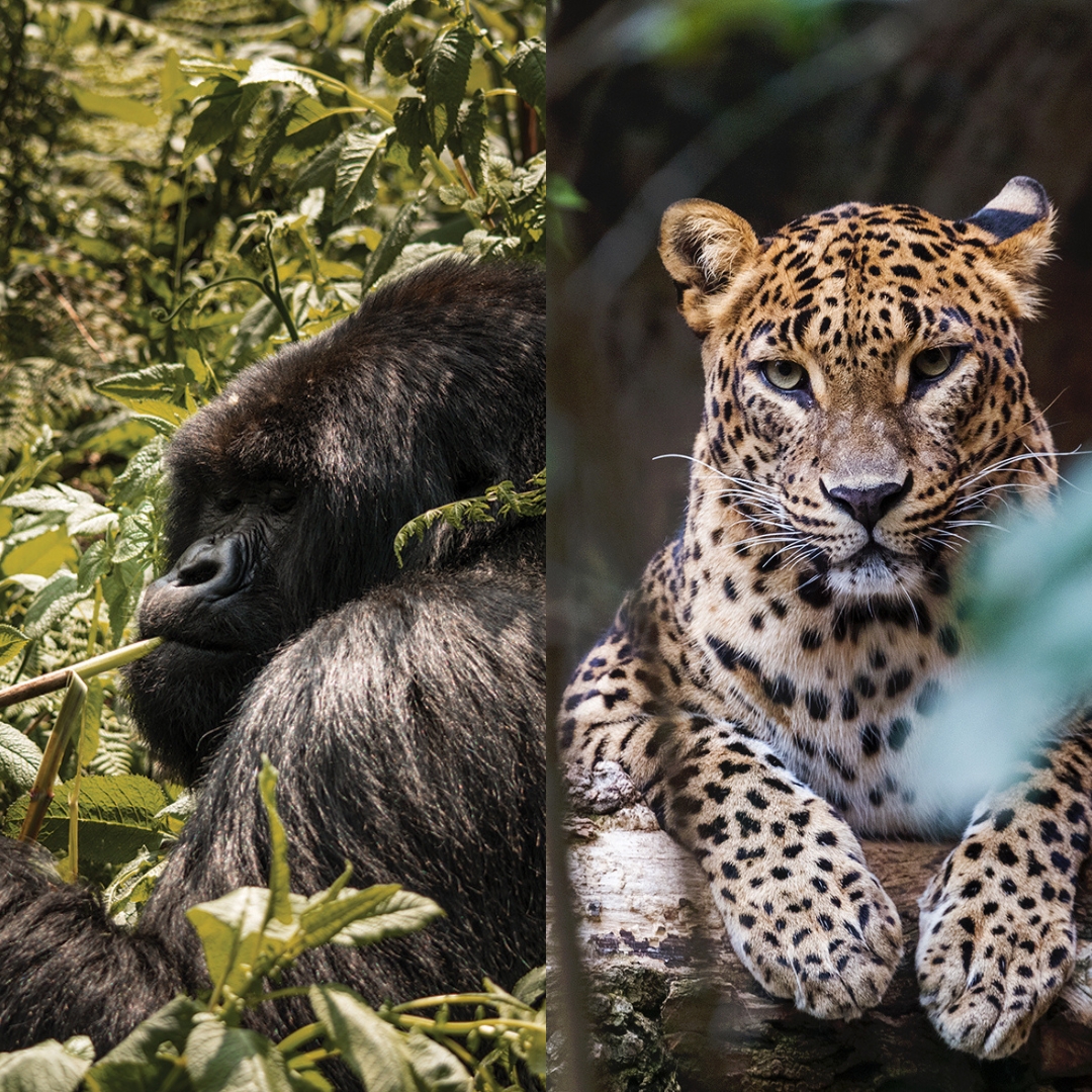 Side by side images of a gorilla and leopard 