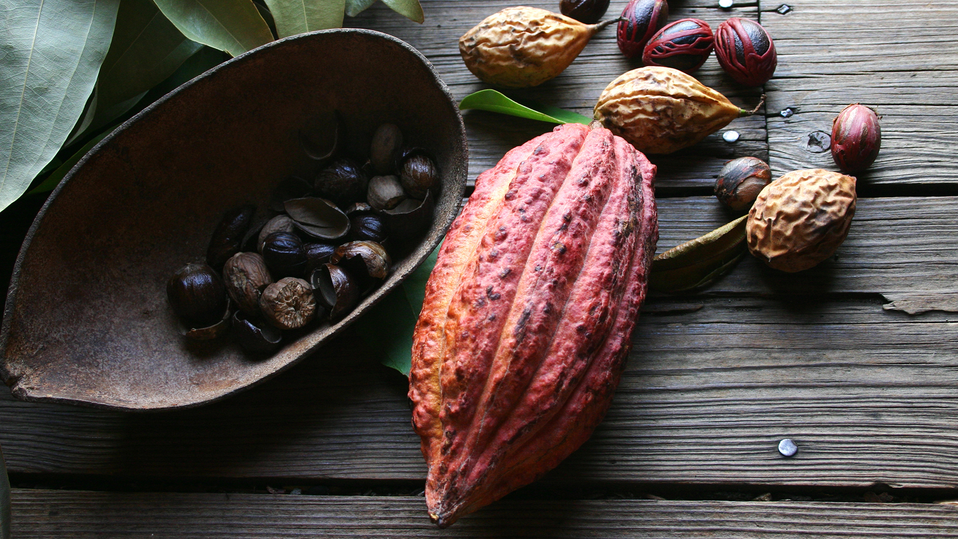 Cocoa pods and beans on a wooden table