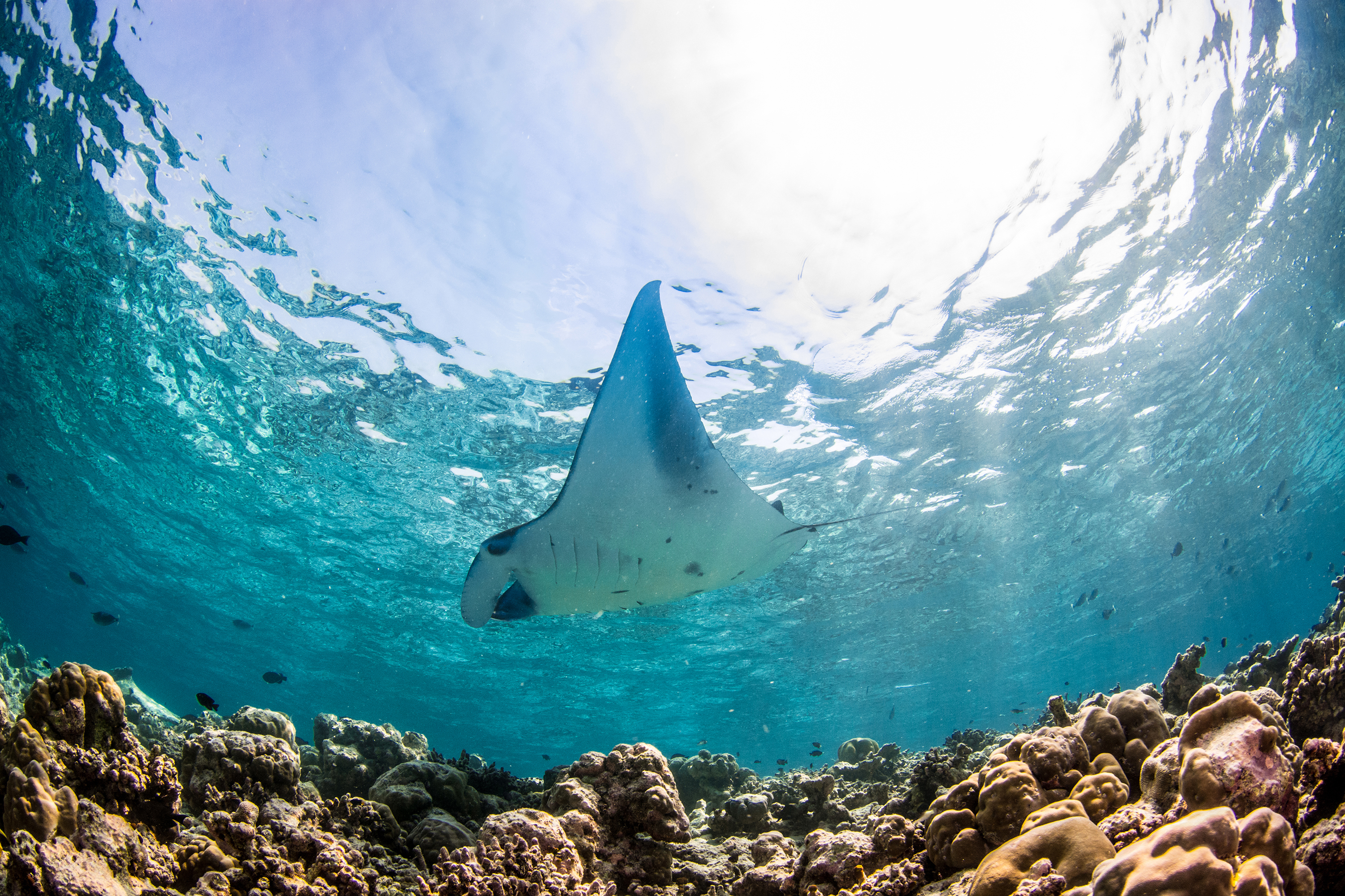 Underwater view of a manta ray swimming above a vibrant coral reef in the clear blue waters of the Intercontinental Maldives.