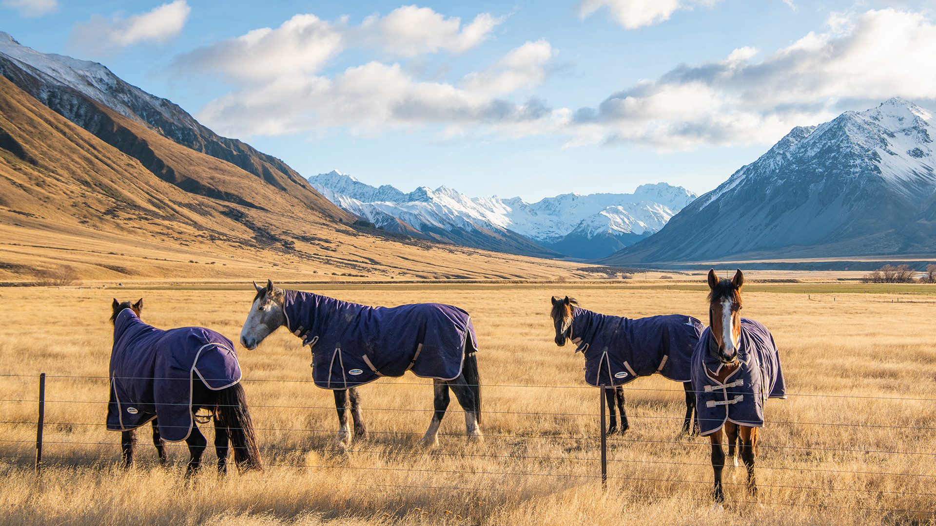  Wordwide, New Zealand, The Lindis, Horses