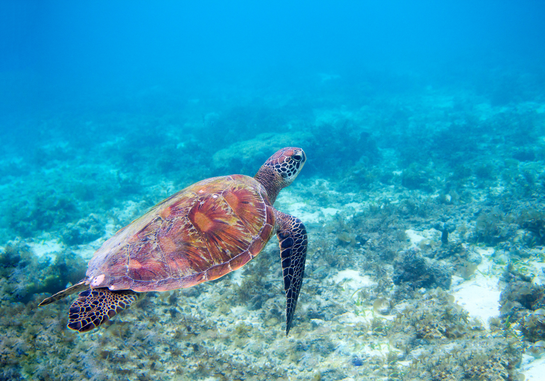 A sea turtle swimming through the blue ocean