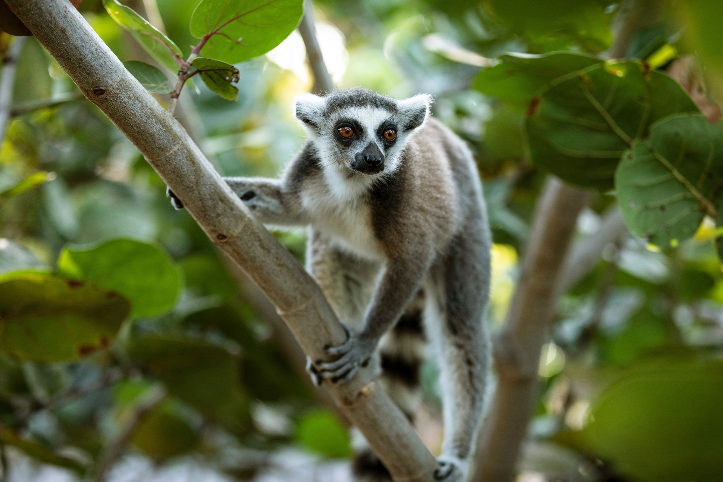 A ring-tailed lemur standing on the brand of a tree