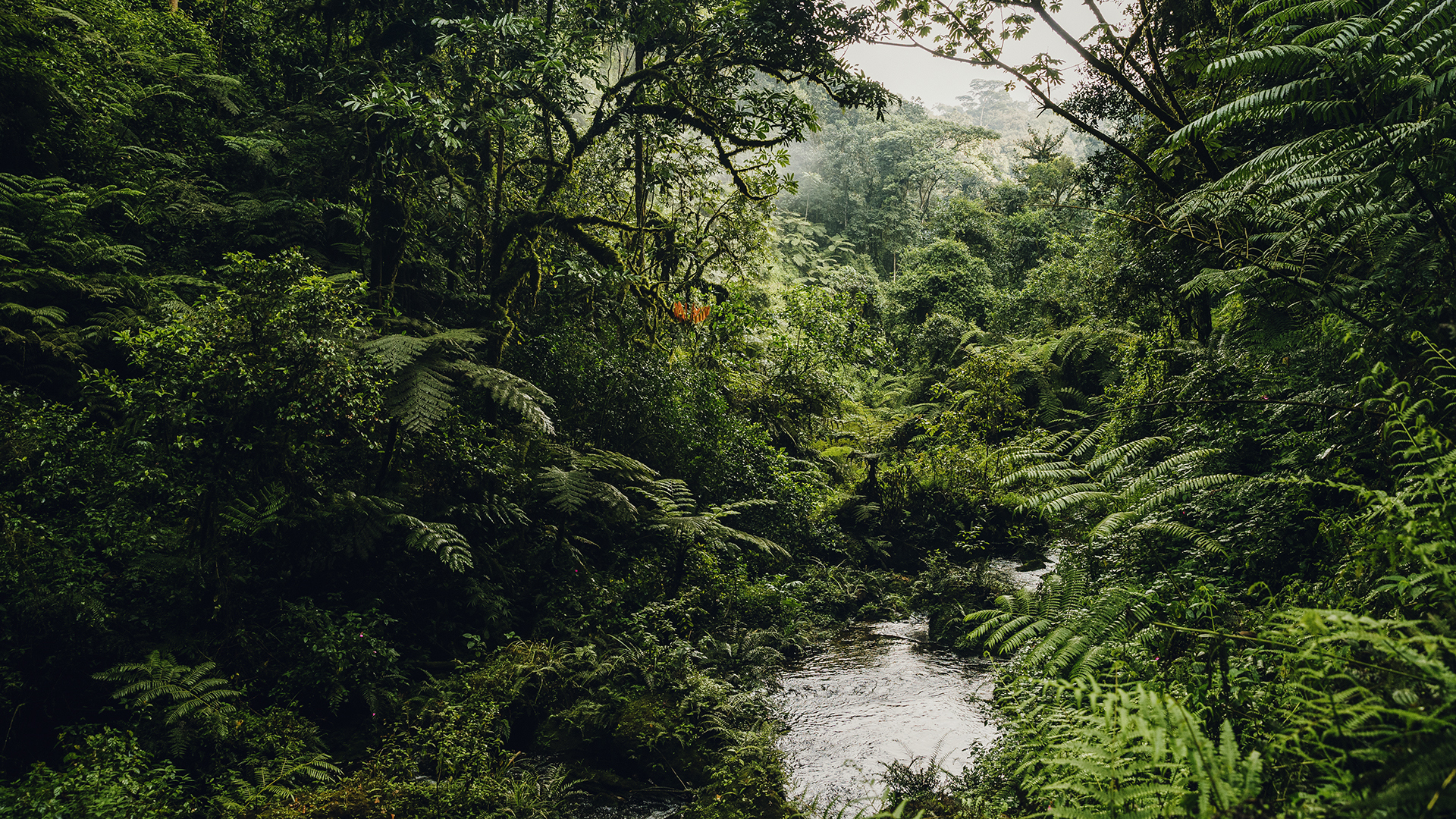 Clearing in a forest in Rwanda