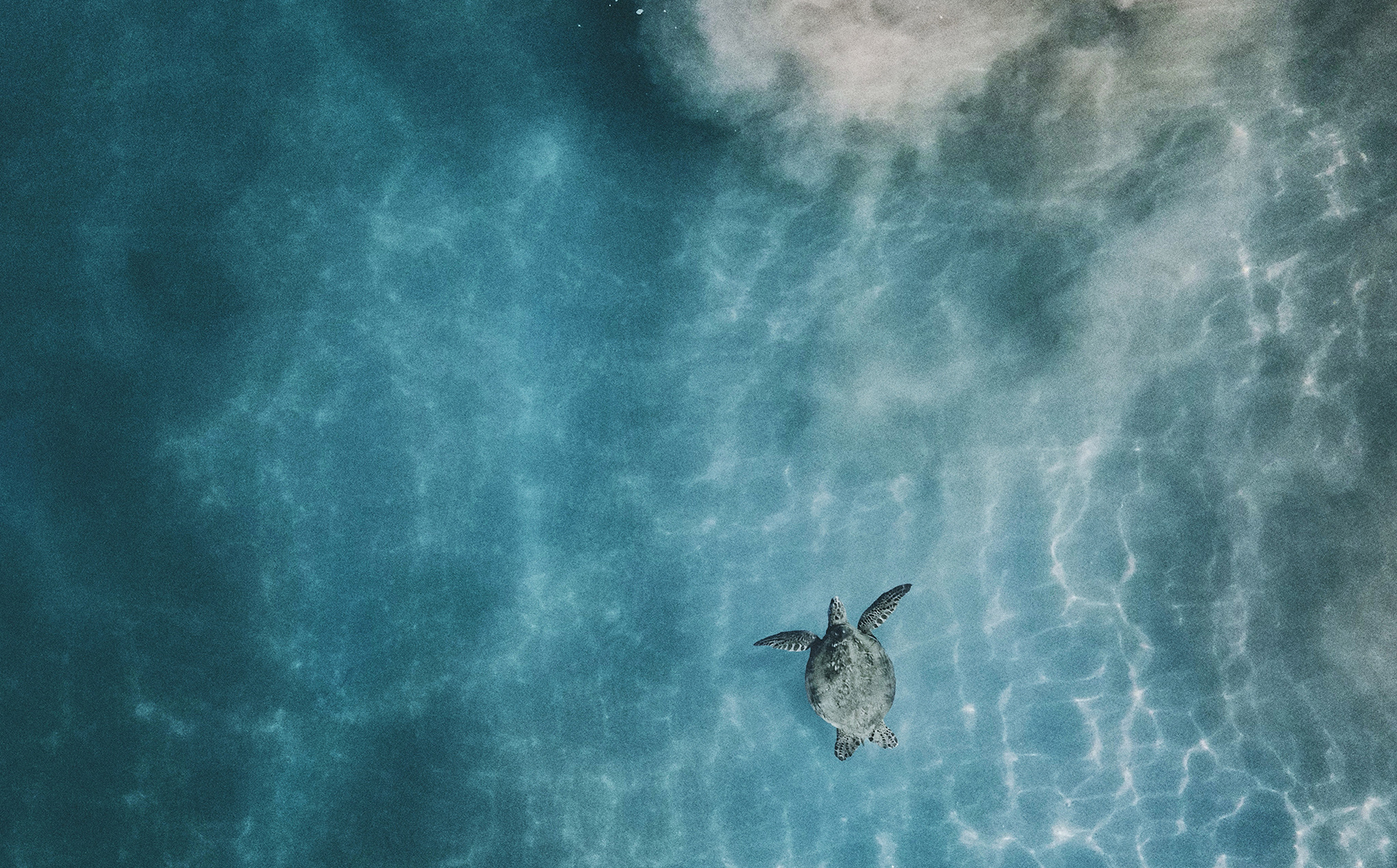 Top view of turtle swimming