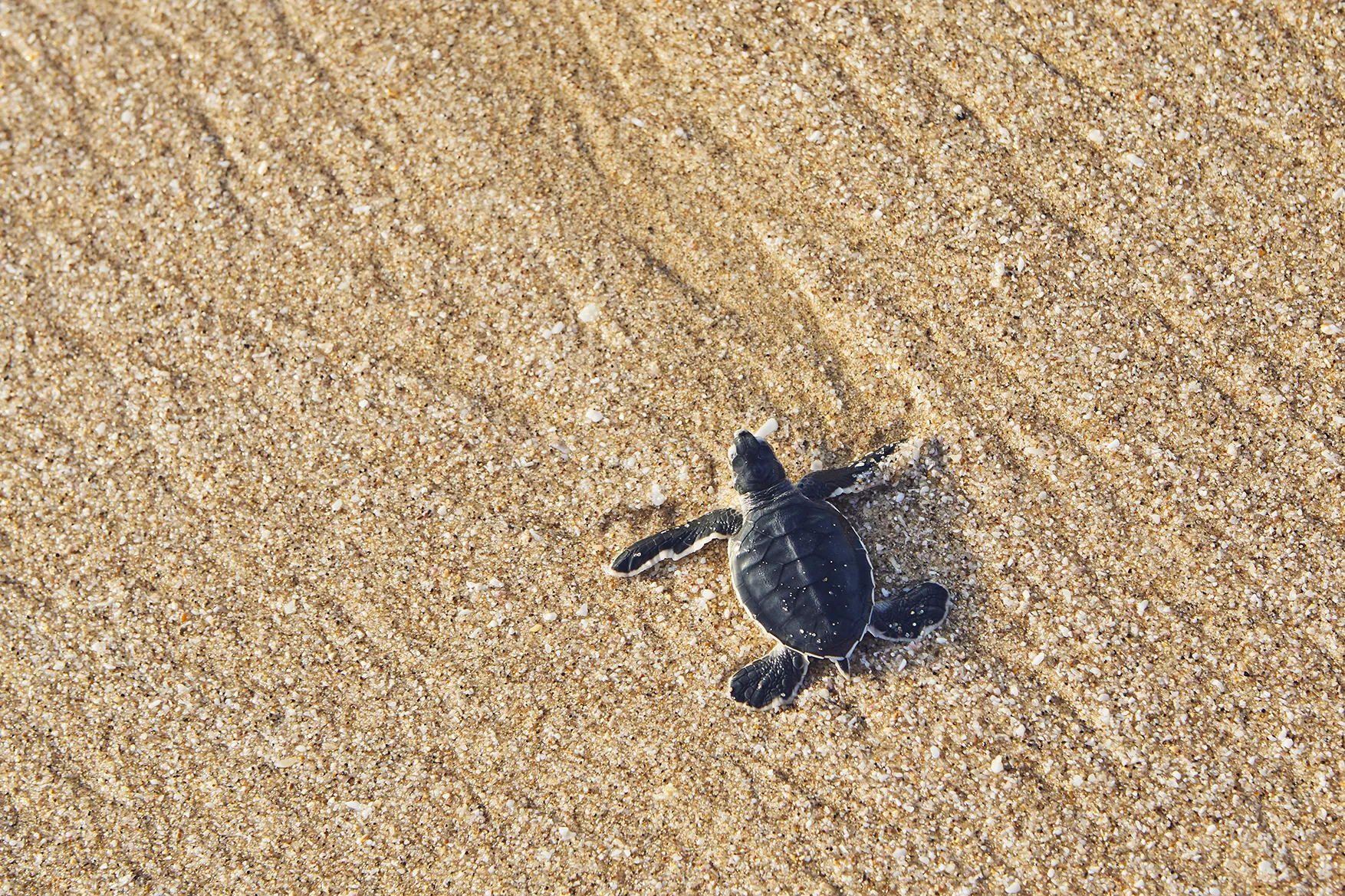 A newborn turtle on the beach in Oman