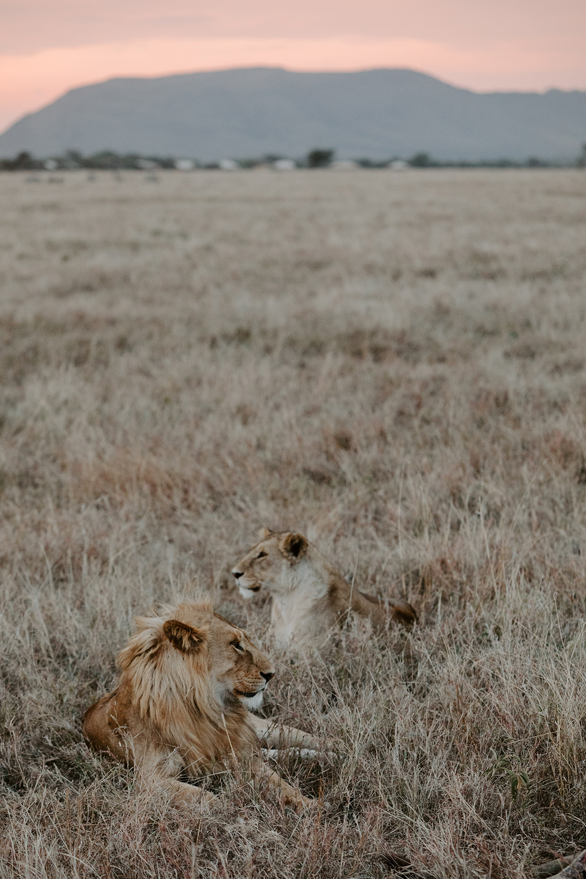 A male and female lion laid on grass in the Serengeti National Park