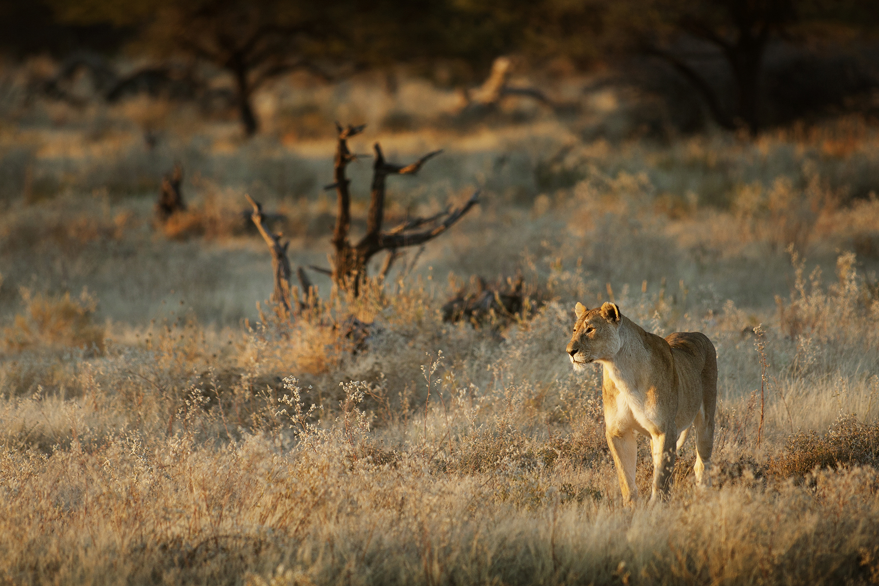 Africa, Zambia, Lioness 
