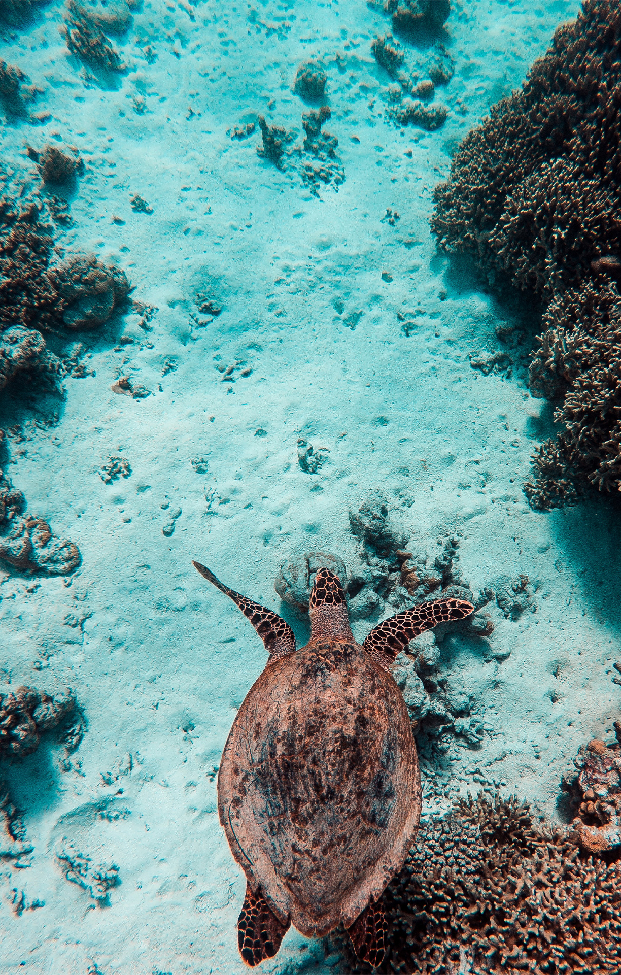 A sea turtle gracefully swims over a coral reef in clear blue waters, a serene underwater moment that families on snorkeling adventures can treasure together.
