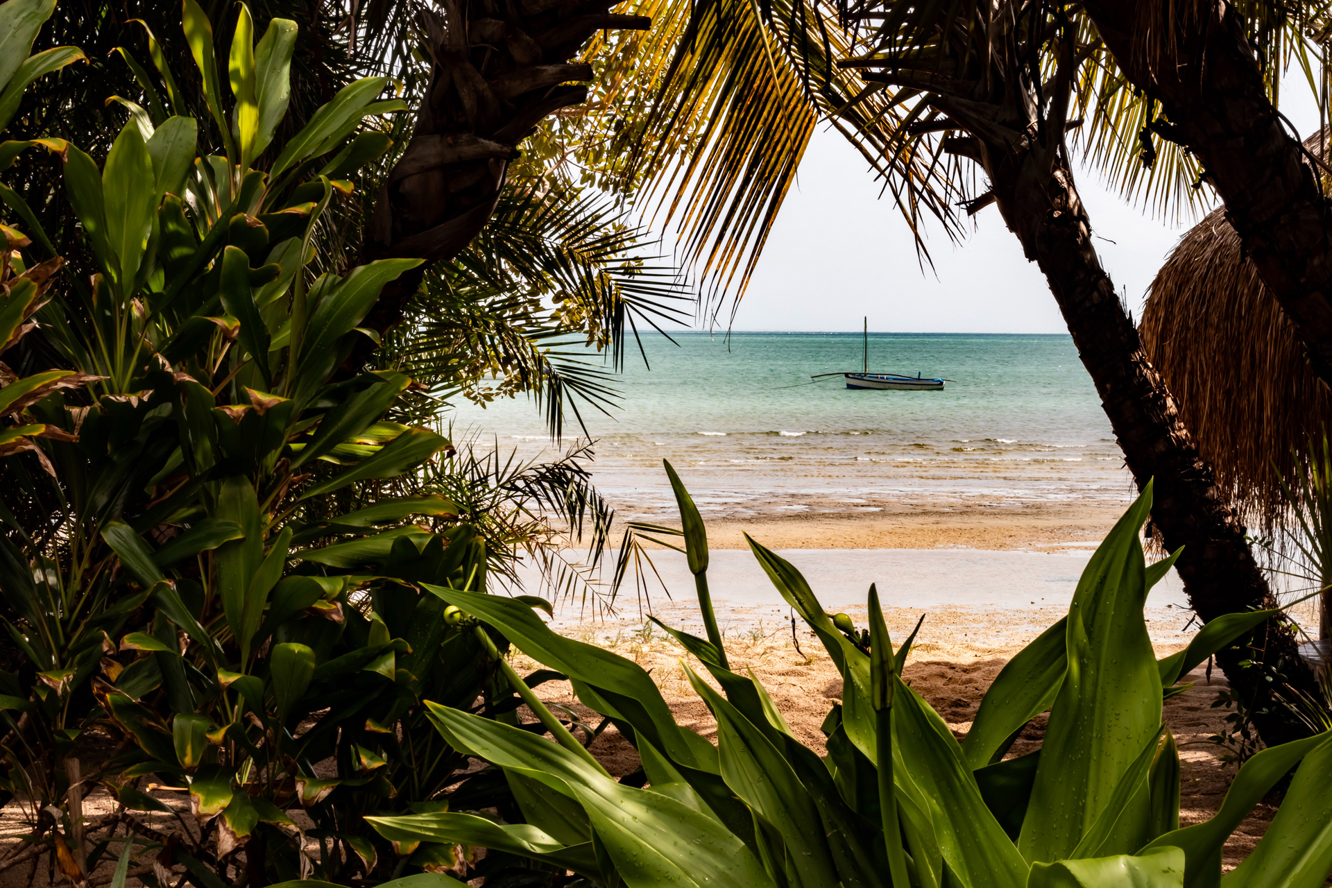 A view of a boat from between trees