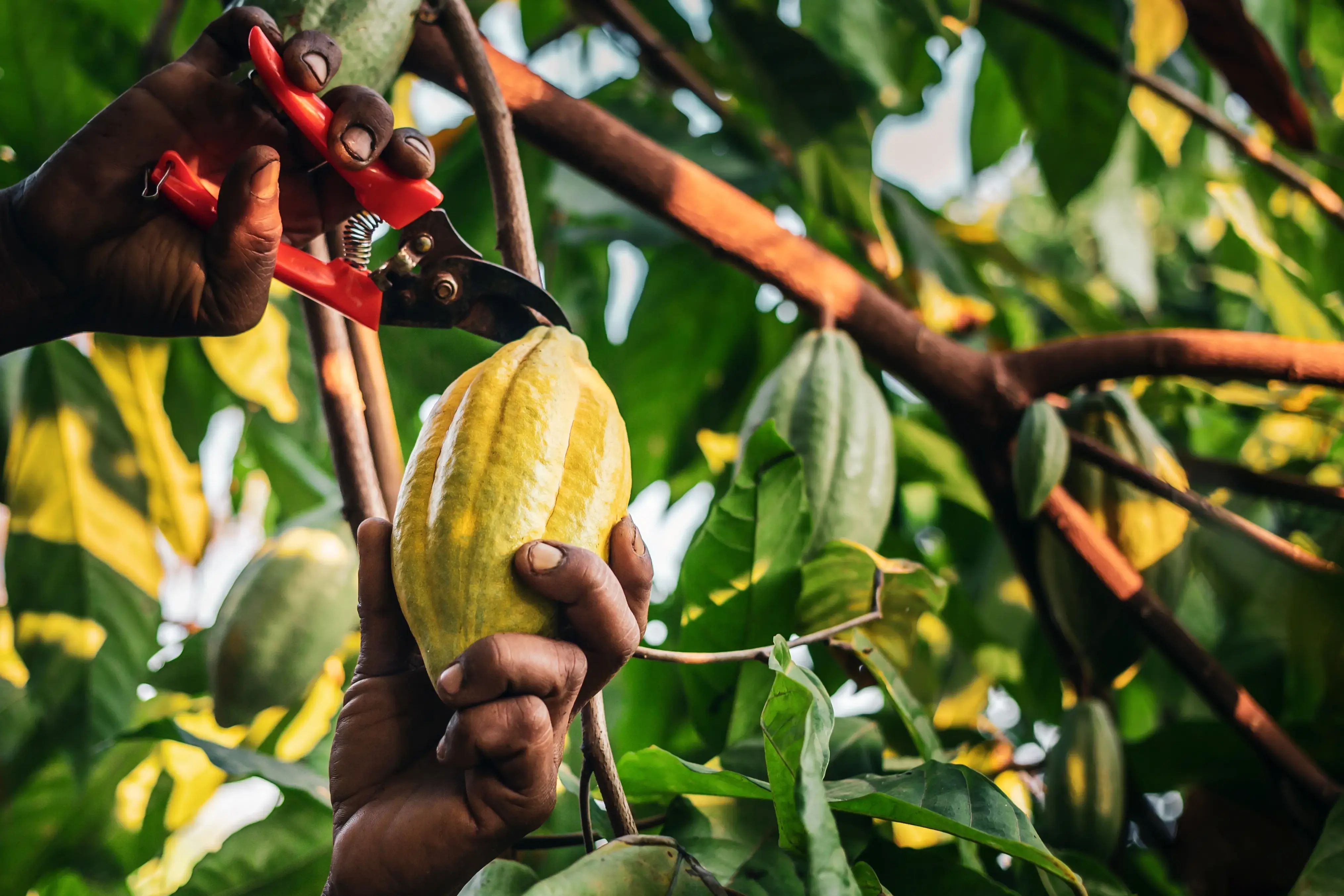 The hands of a person snipping a cacao bean pod from a tree with red shears