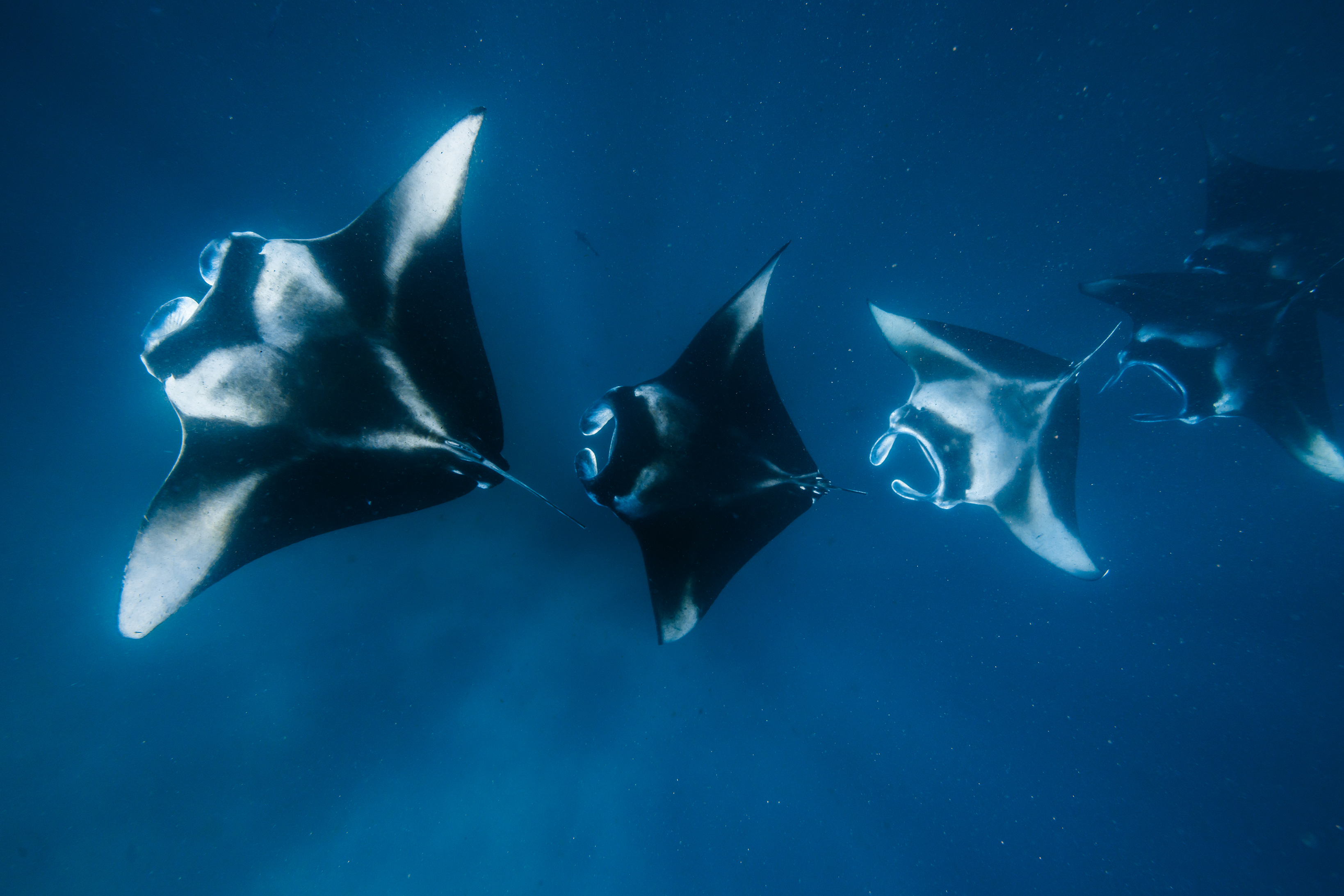 Group of majestic manta rays swimming gracefully in deep blue ocean waters in the Maldives.