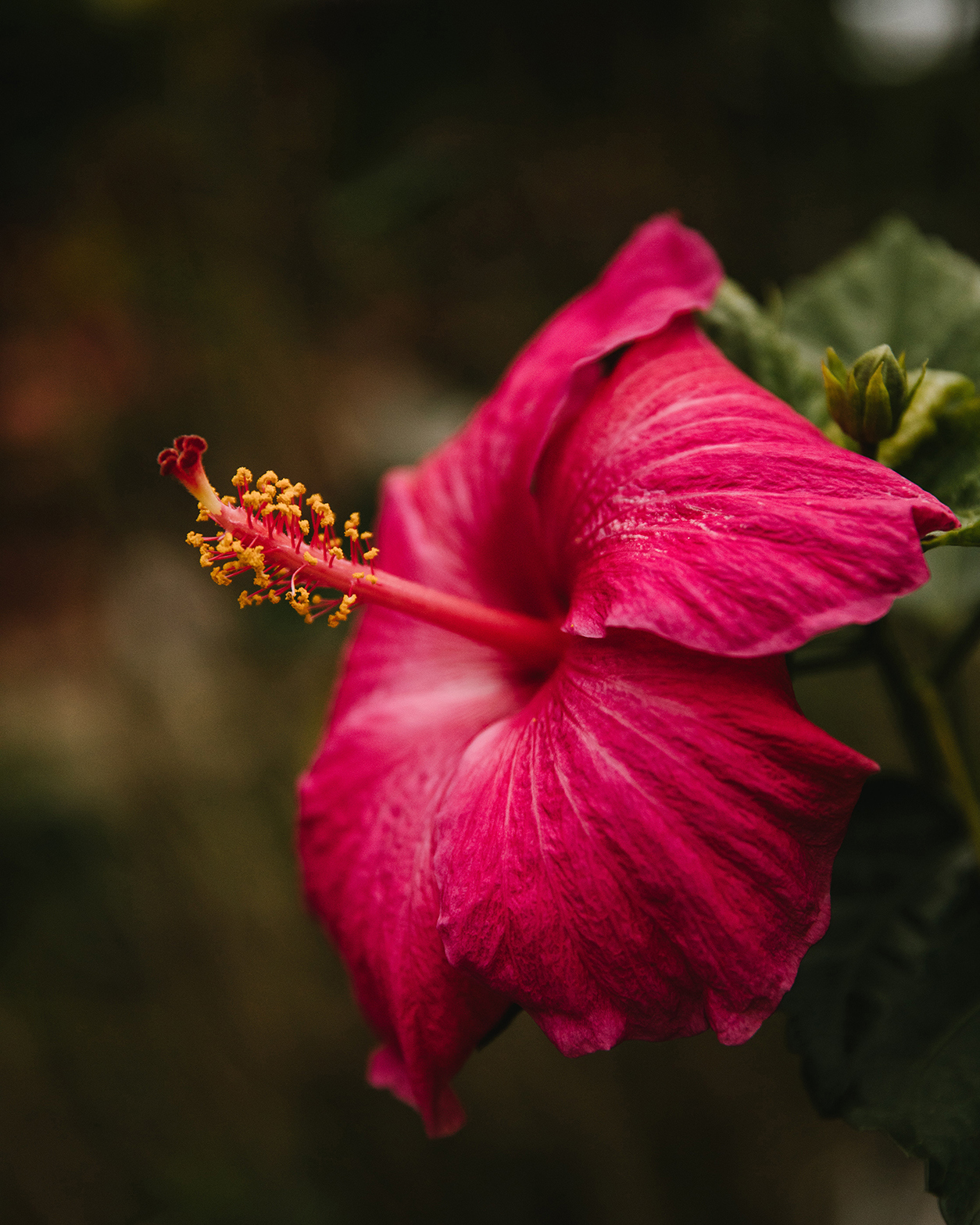 Close up of pink hibiscus