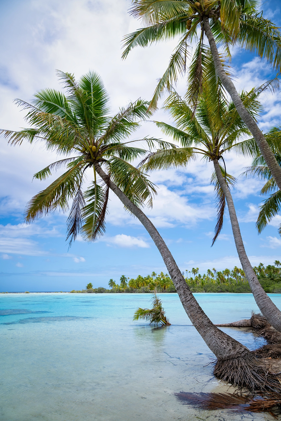 Two palm trees reaching out over shallow waters in French Polynesia