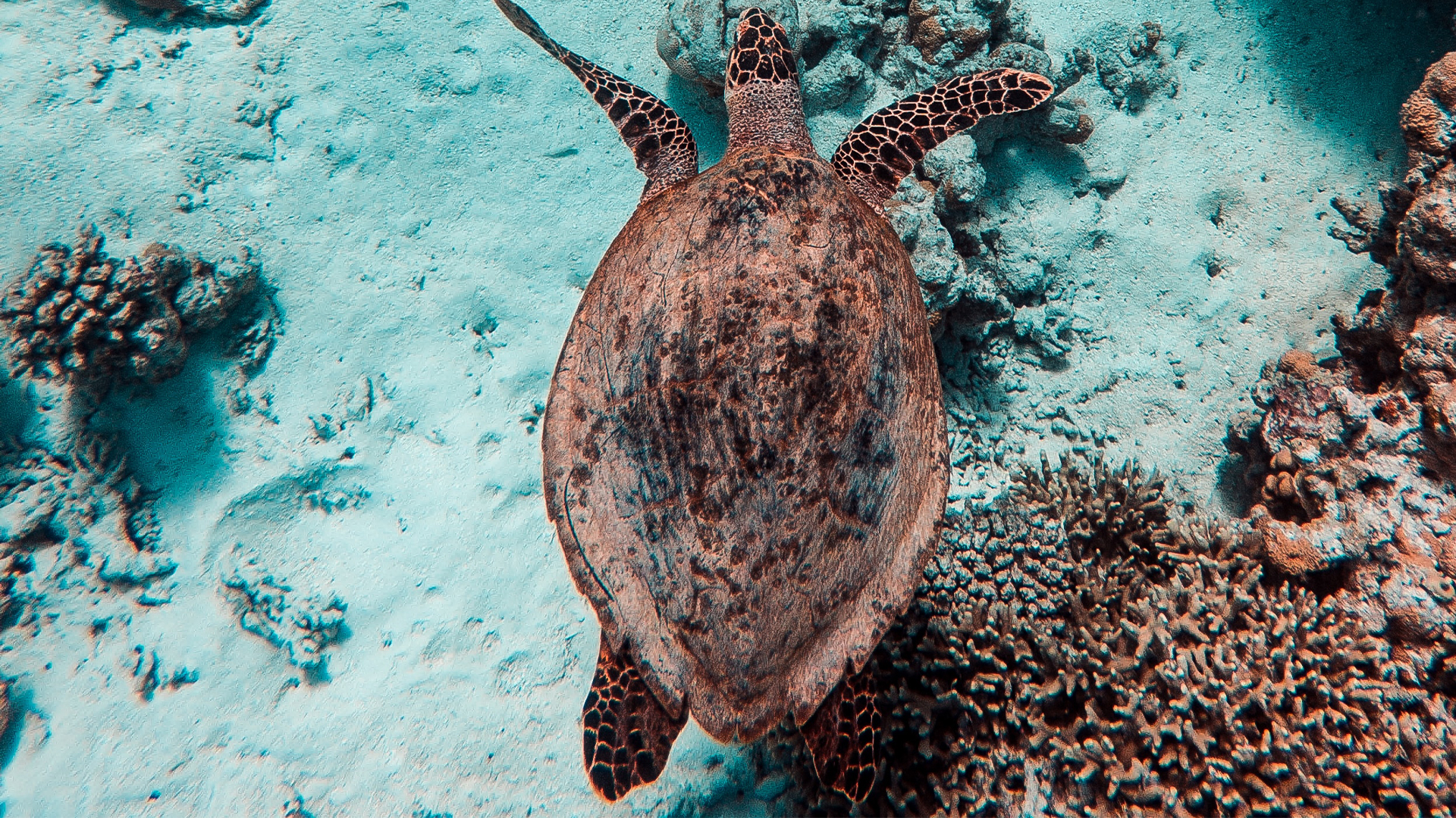 A sea turtle gracefully swims over a coral reef in clear blue waters, a serene underwater moment that families on snorkelling adventures can treasure together.
