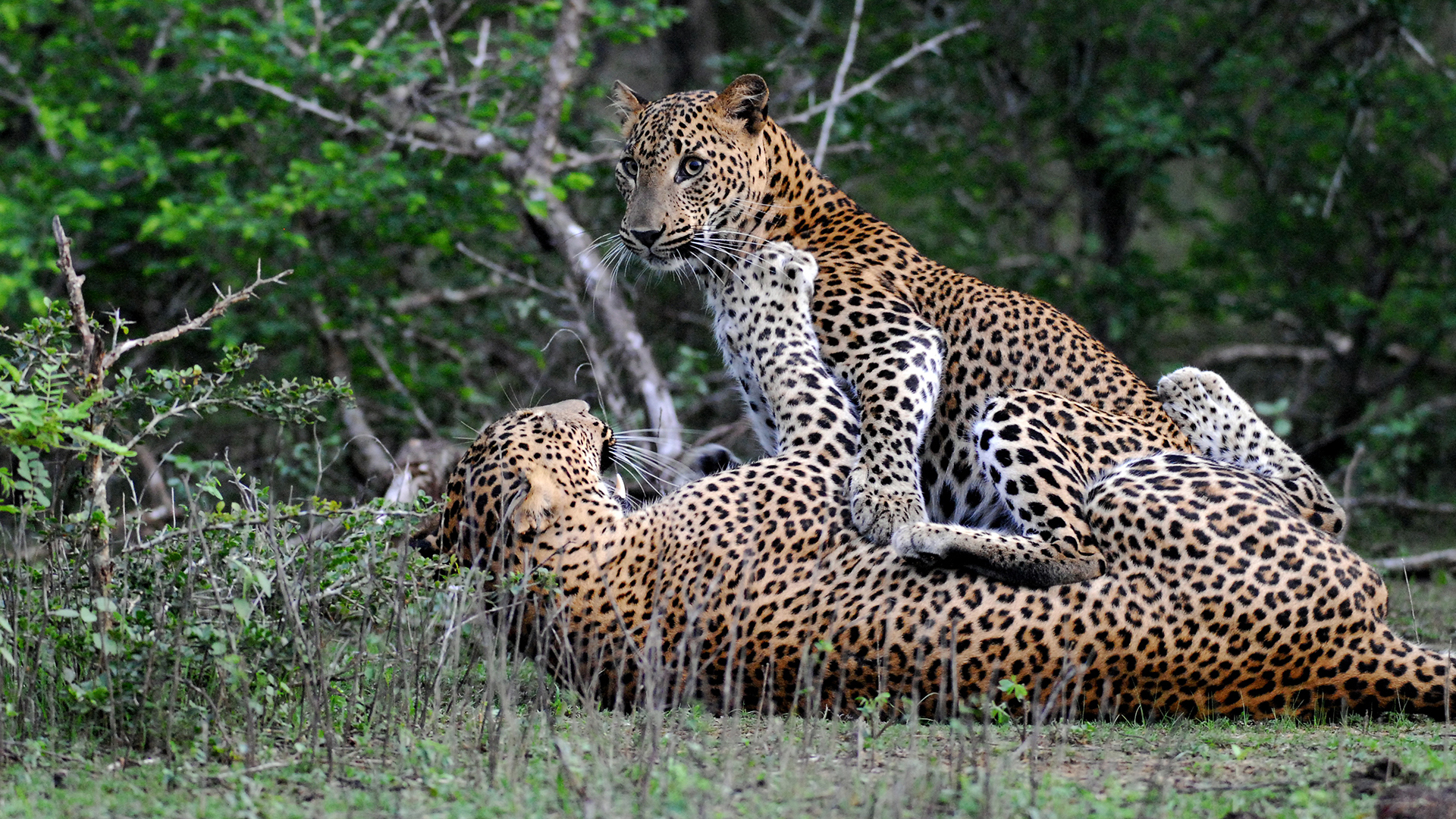  Worldwide, Sri Lanka, Wild Coast Tented Lodge, Naturalist guide leopards