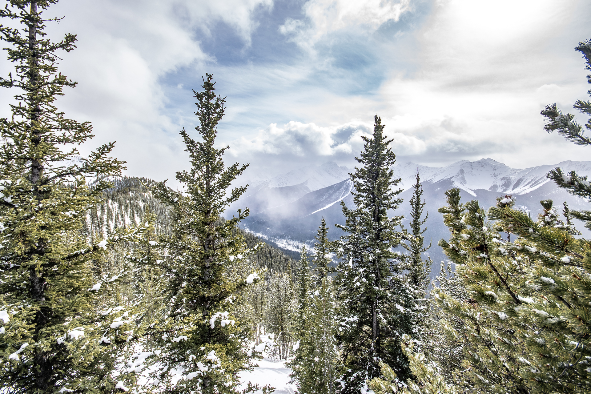 A snowy mountain range seen behind tall pine trees