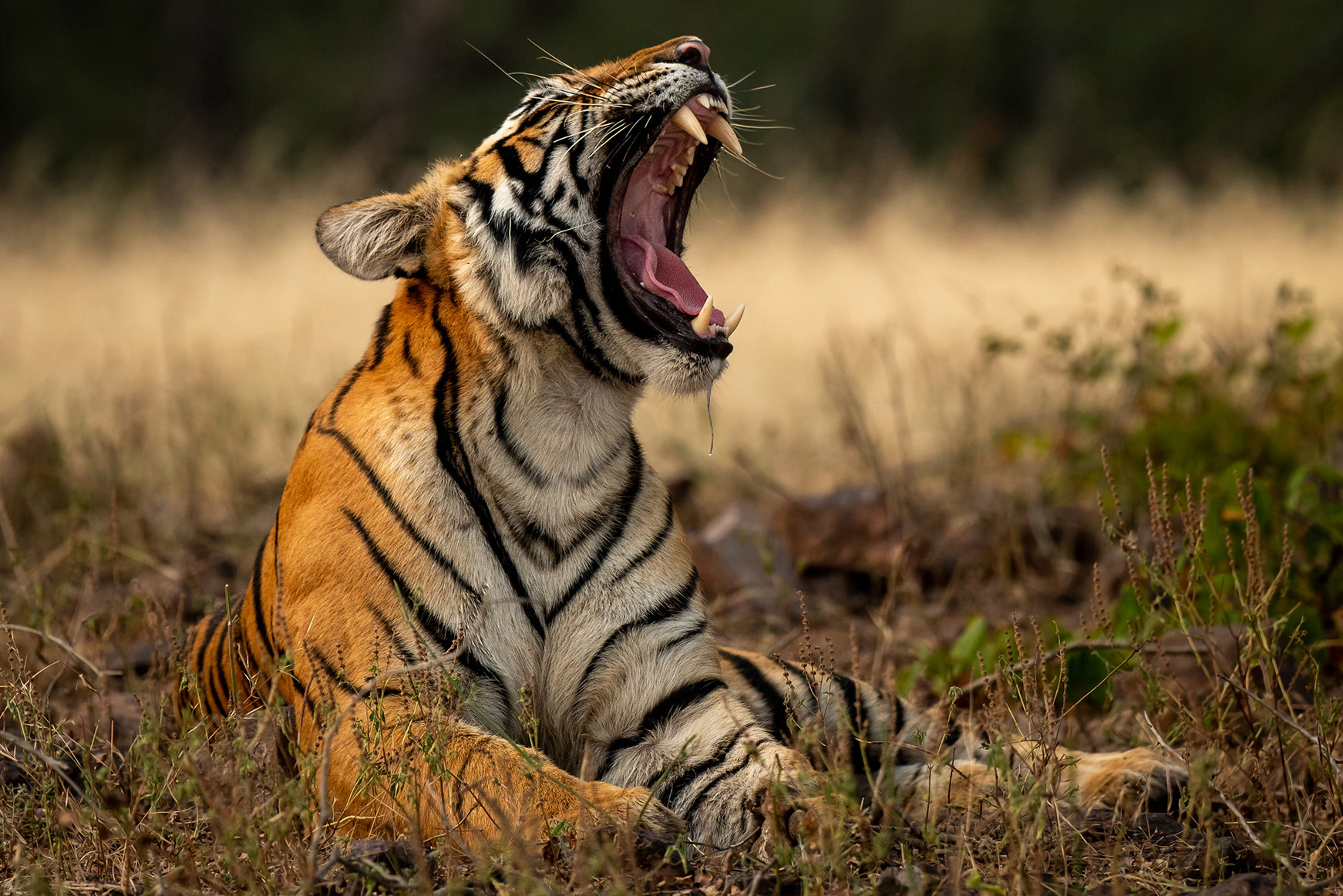 Africa, India, tiger yawning 
