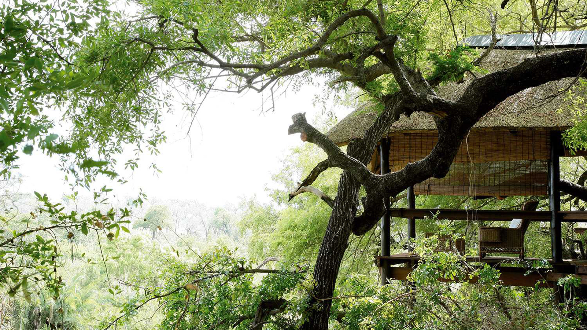  Africa, South Africa, Londolozi Tree Camp, Outdoors