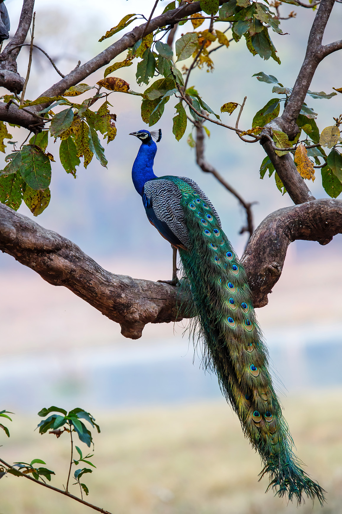 Asia, India, Peacock sat in a tree