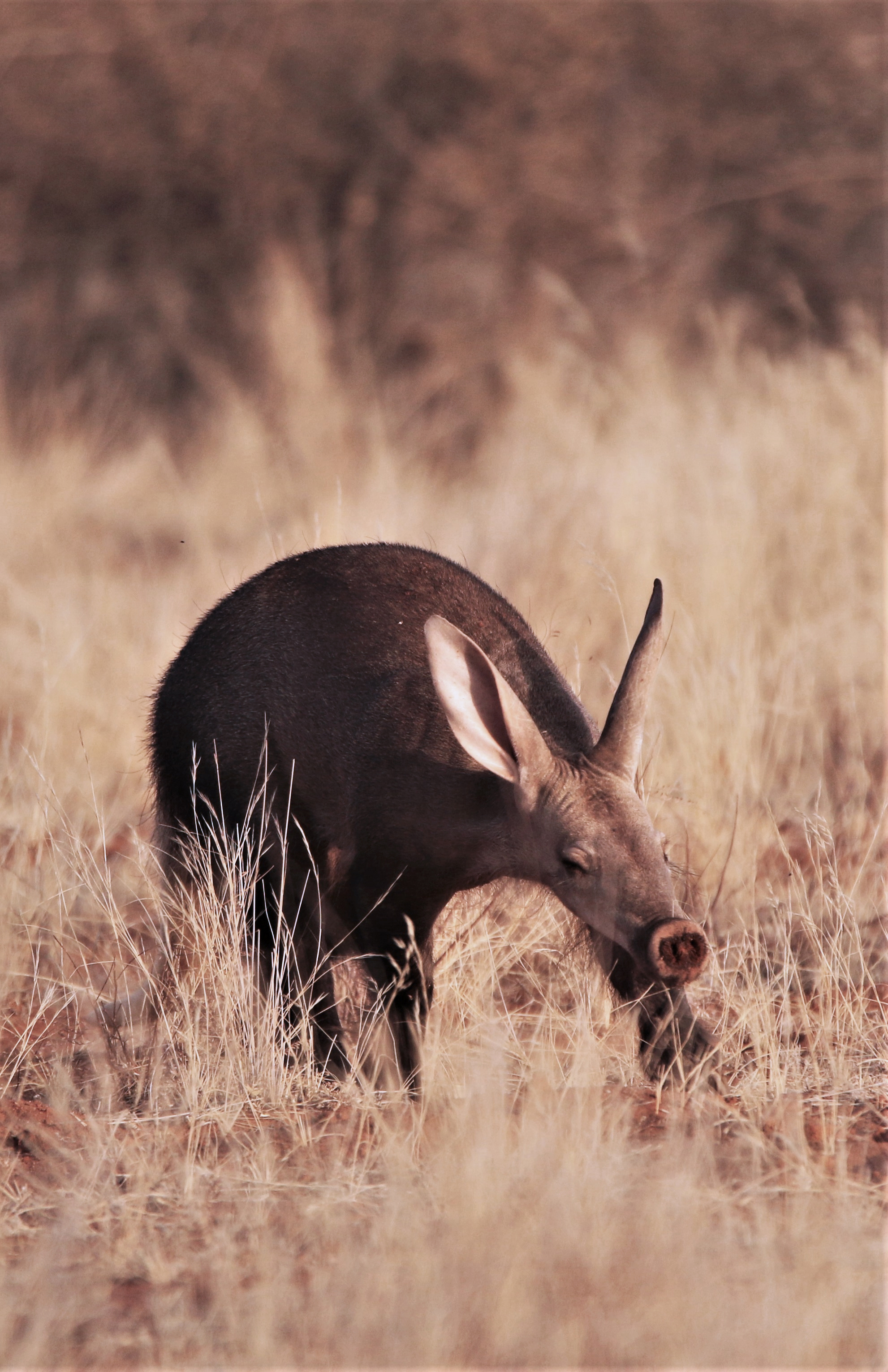 An aardvark wandering through a dry grassy plain