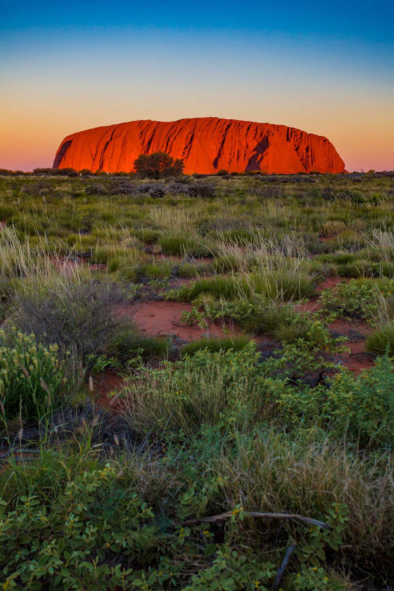 A view of Uluru Rock during sunrise in Australia