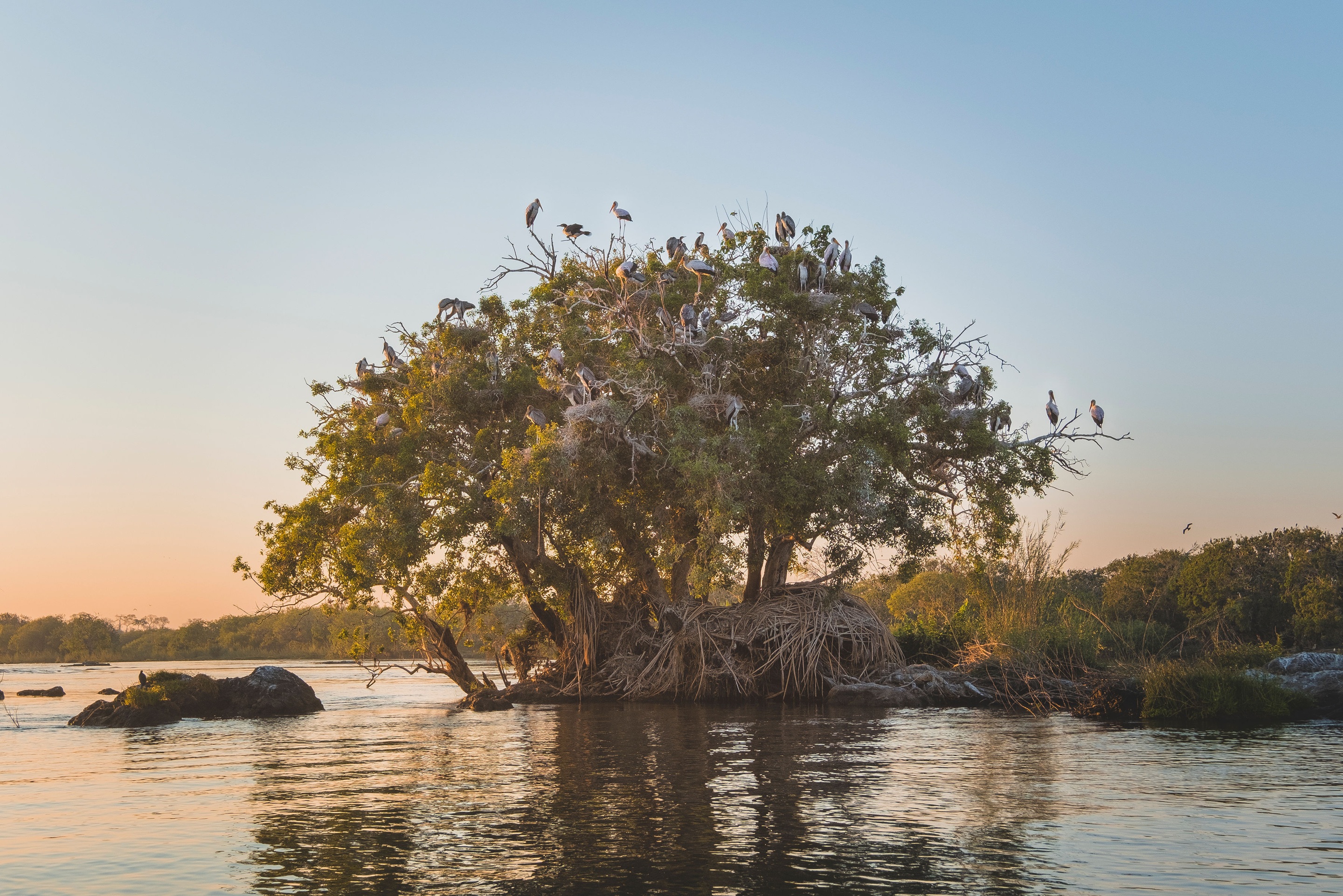 Birdlife gathered on a riverside island along the Chobe River