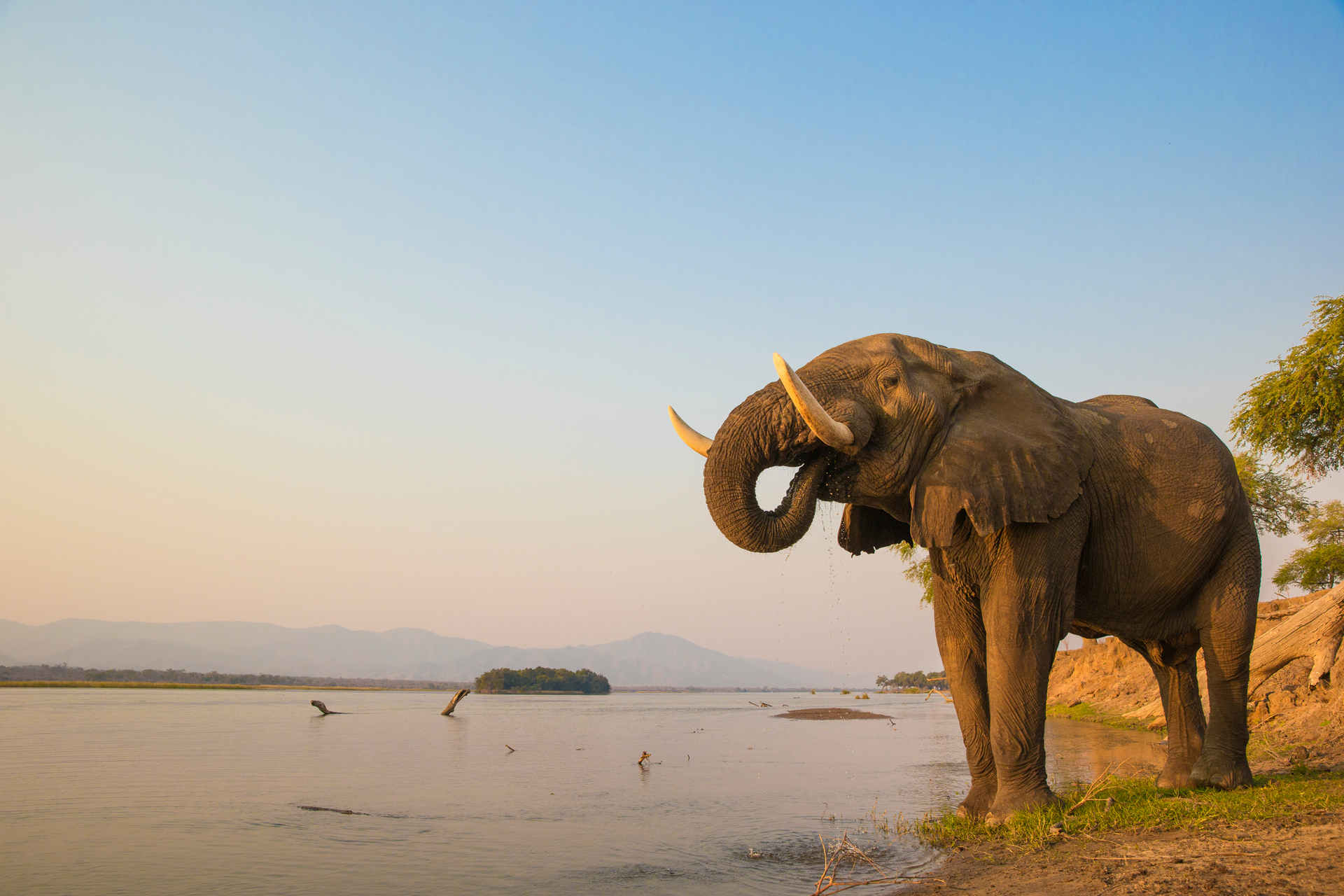 An elephant standing at water sedge drinking