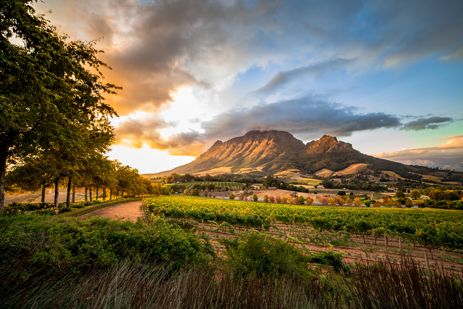 A view from a vineyard looking towards a mountain