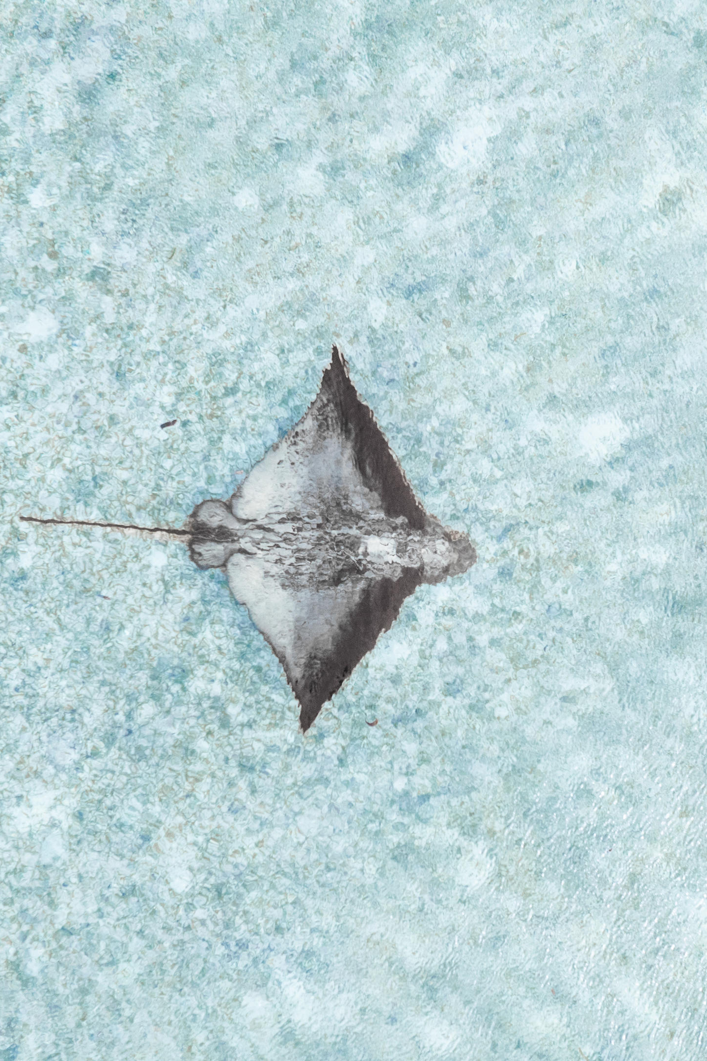 Aerial view of sting ray gliding under crystal-clear water
