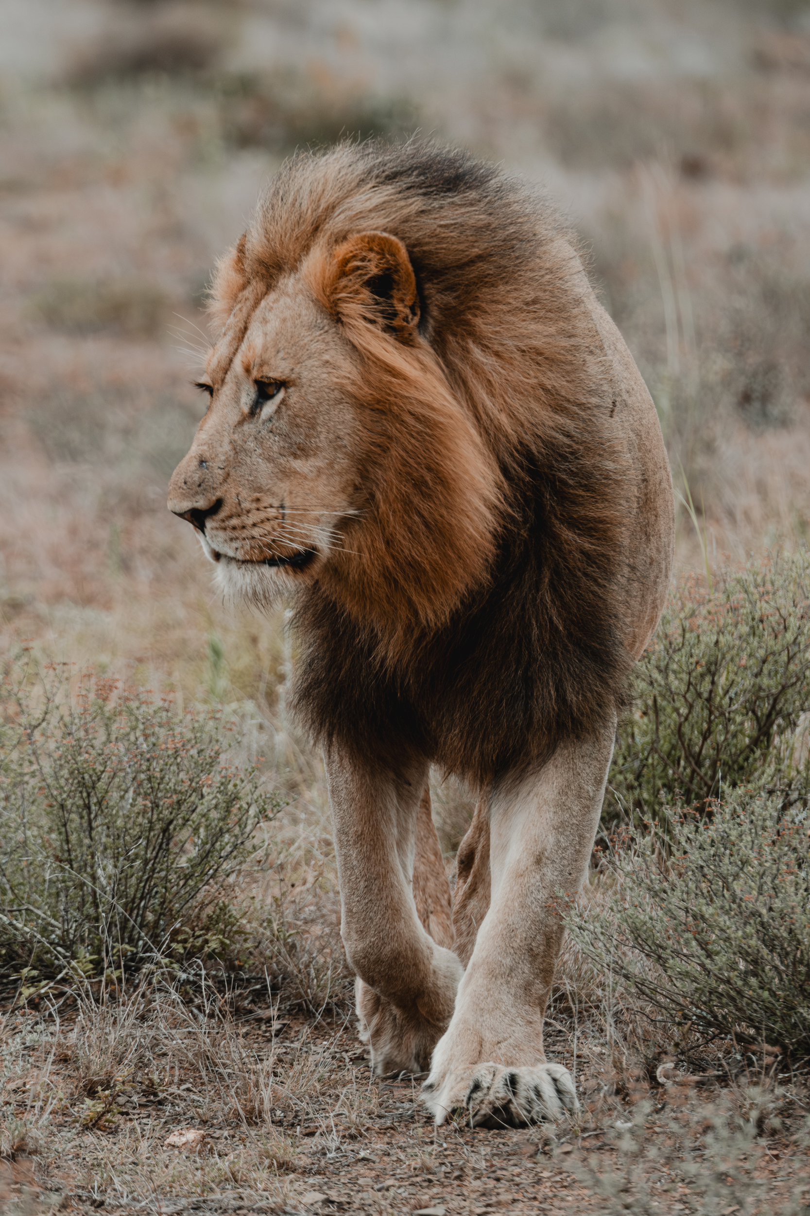 Male lion walking through bushland in Kwande Private Game Reserve