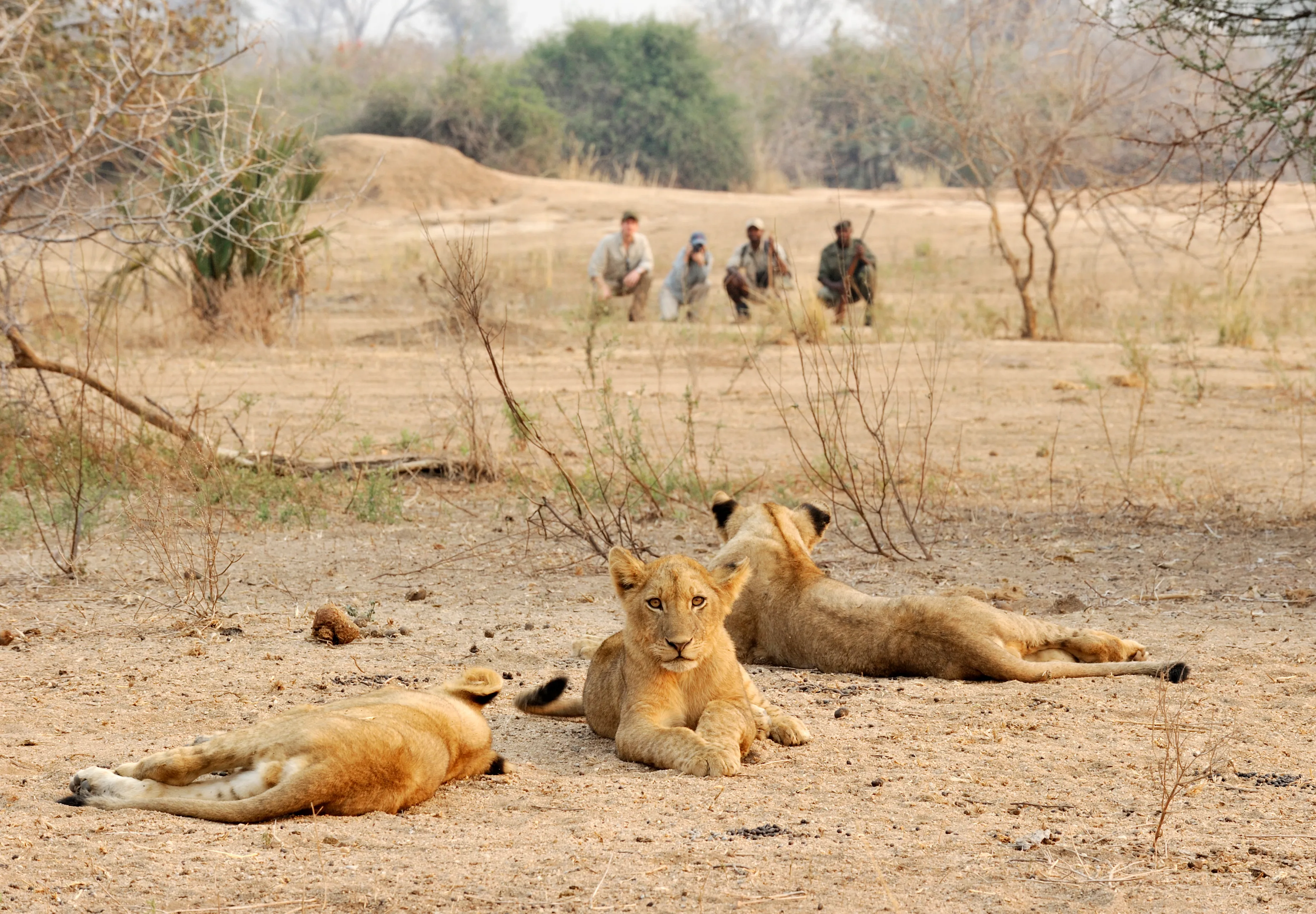 Three lions rest on the ground while a group of people observe from a distance in a dry, sparse landscape.