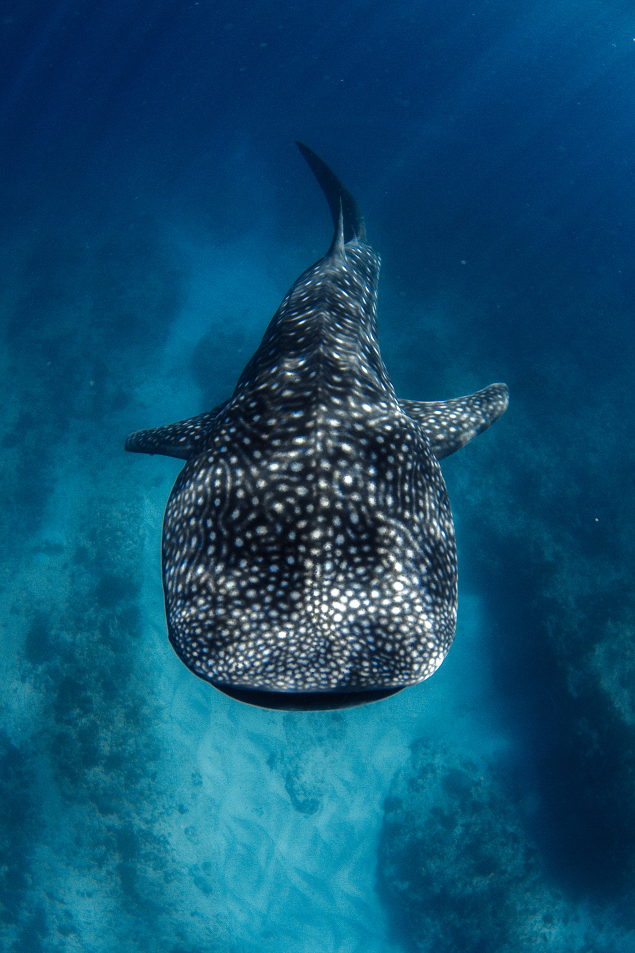 A portrait image of a whale shark swimming underwater