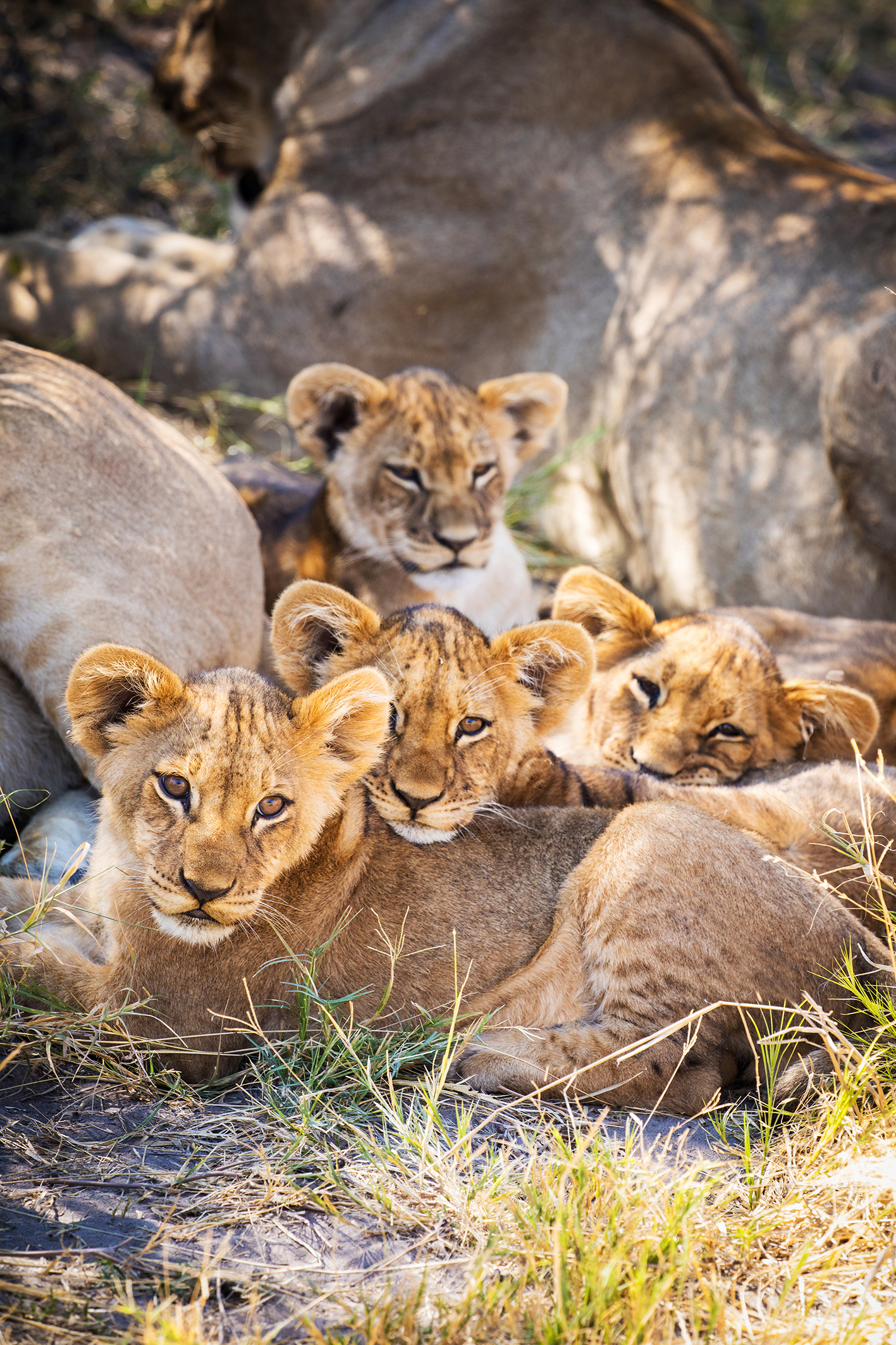 Close up of four lion cubs lazing in the sun near some rocks