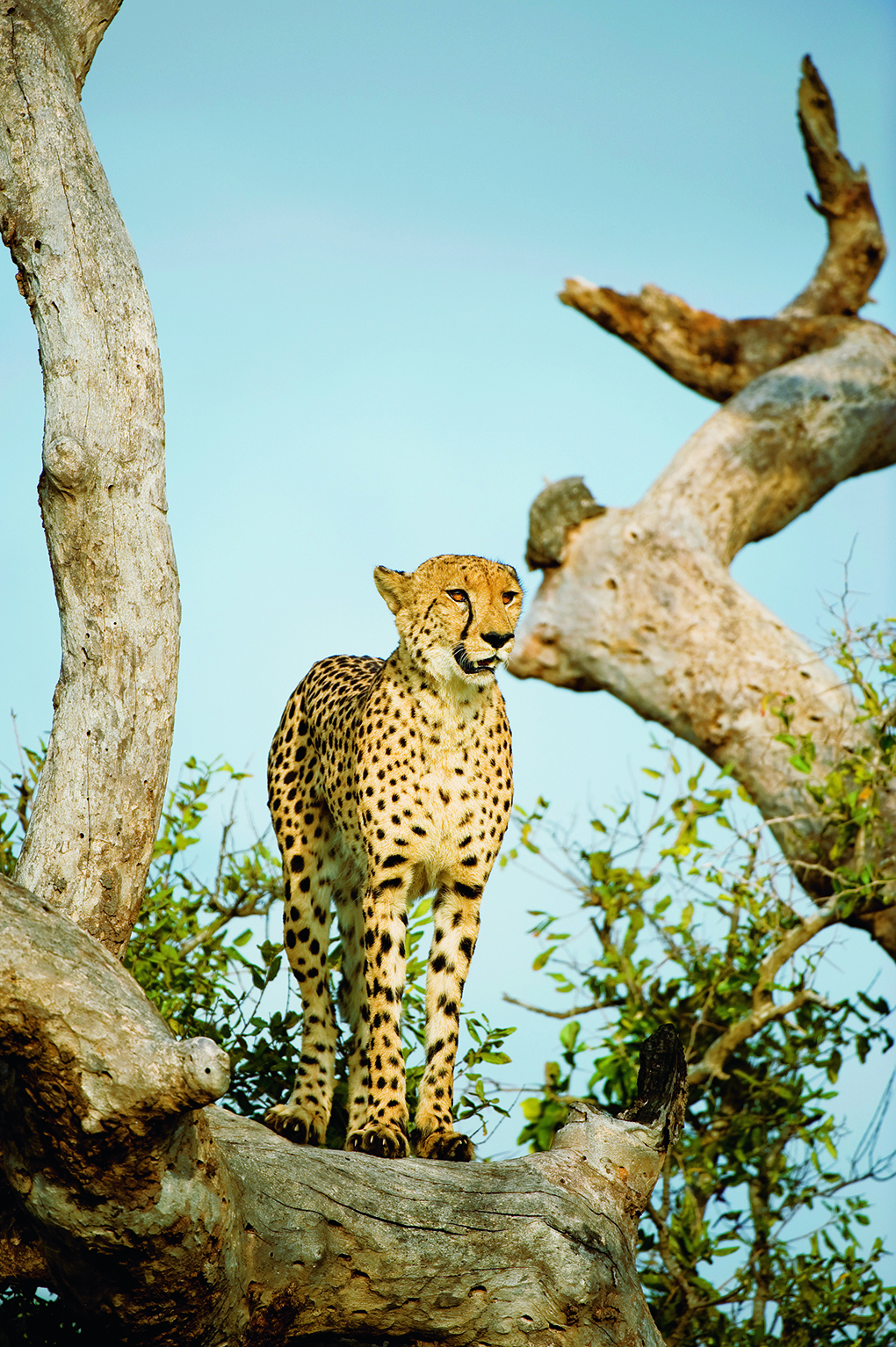 Cheetah standing in tree in Kenya