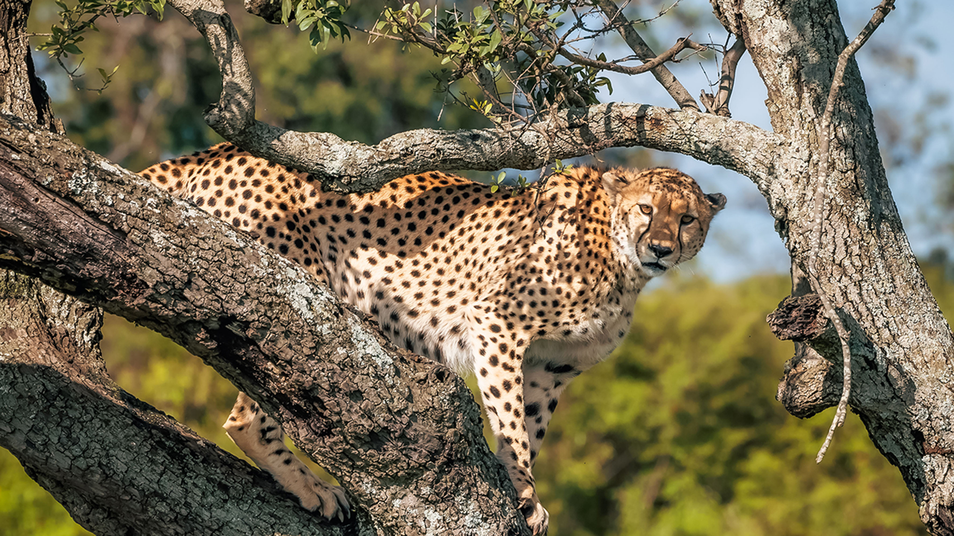 a cheetah spotted in a tree;