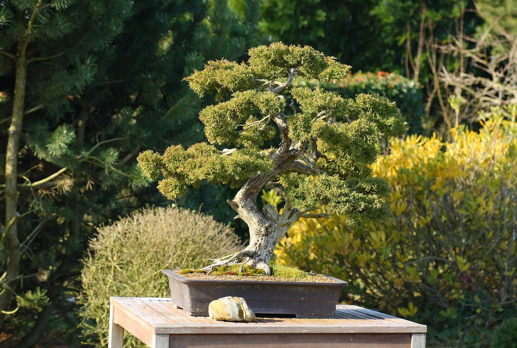 A small Japanese Bonsai tree on a table in a garden