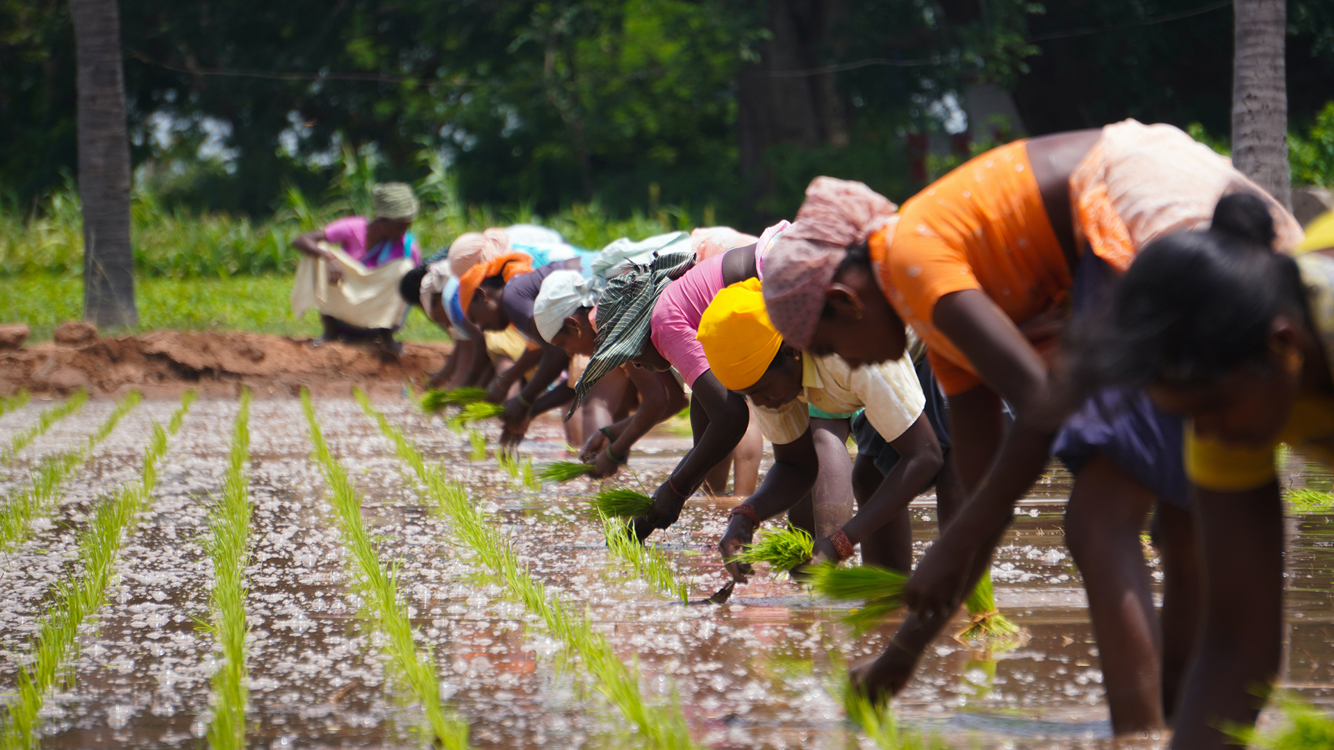 A line of people planting green rice seedlings in a flooded field