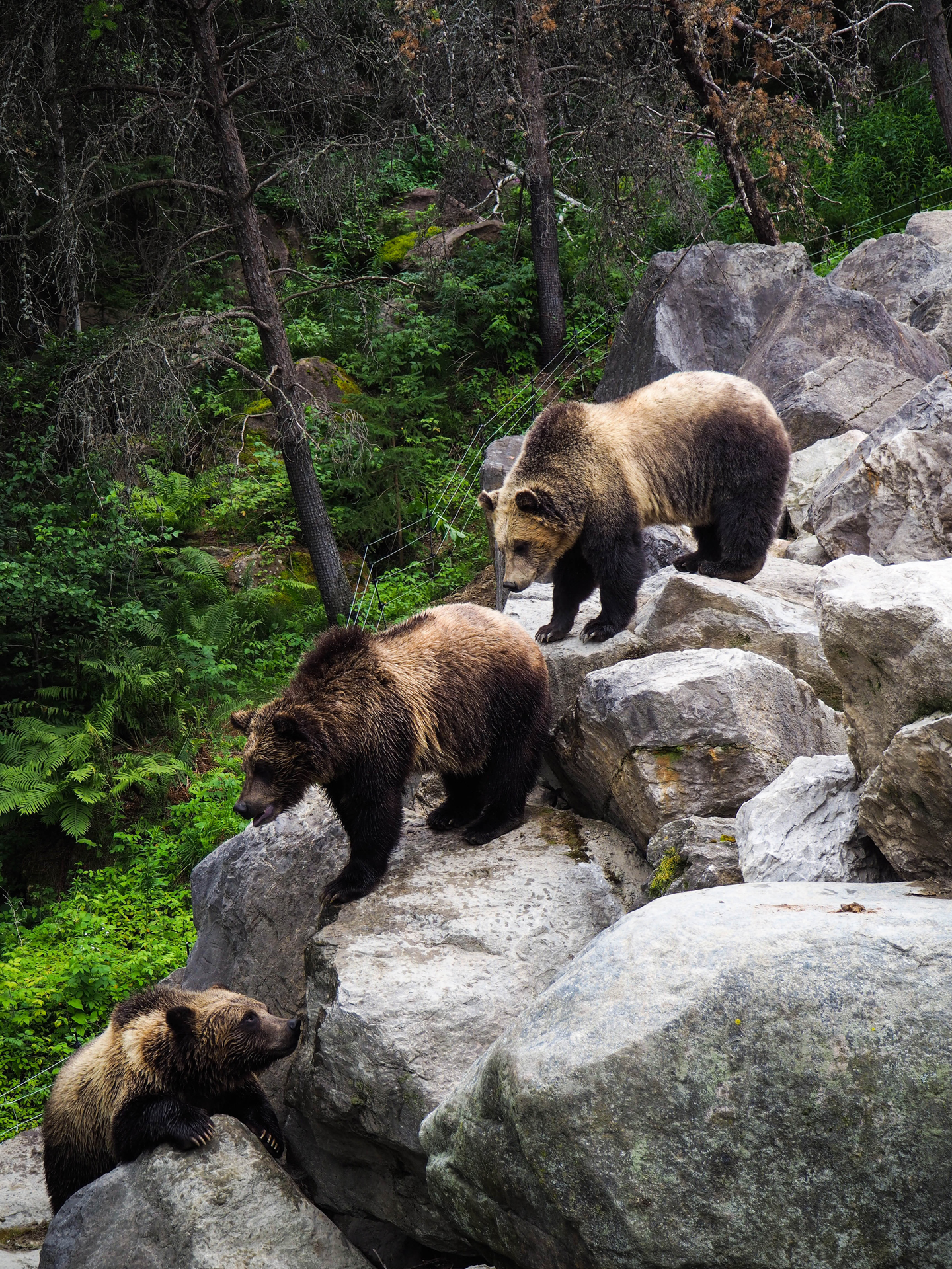Three brown bears climbing on boulders