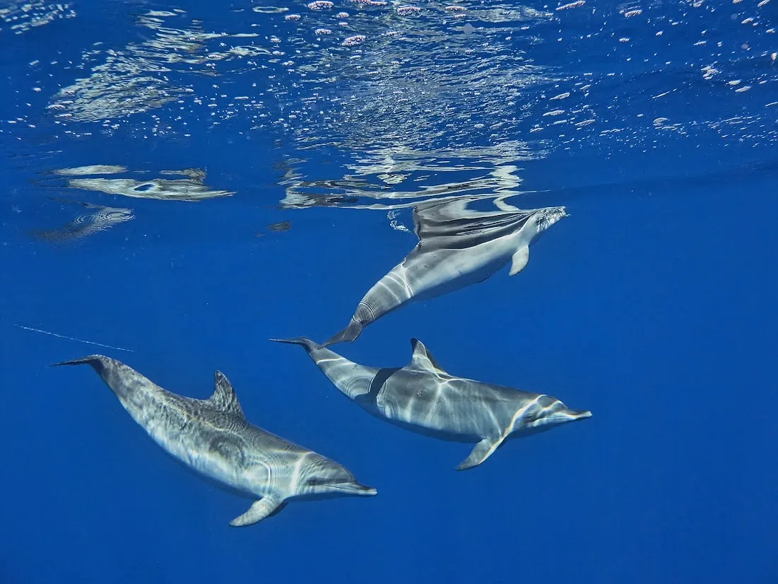 Three dolphins swimming just below the ocean surface in clear blue water.