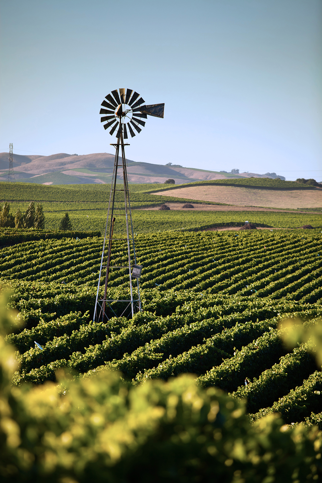 Windmill in the middle of a vineyard