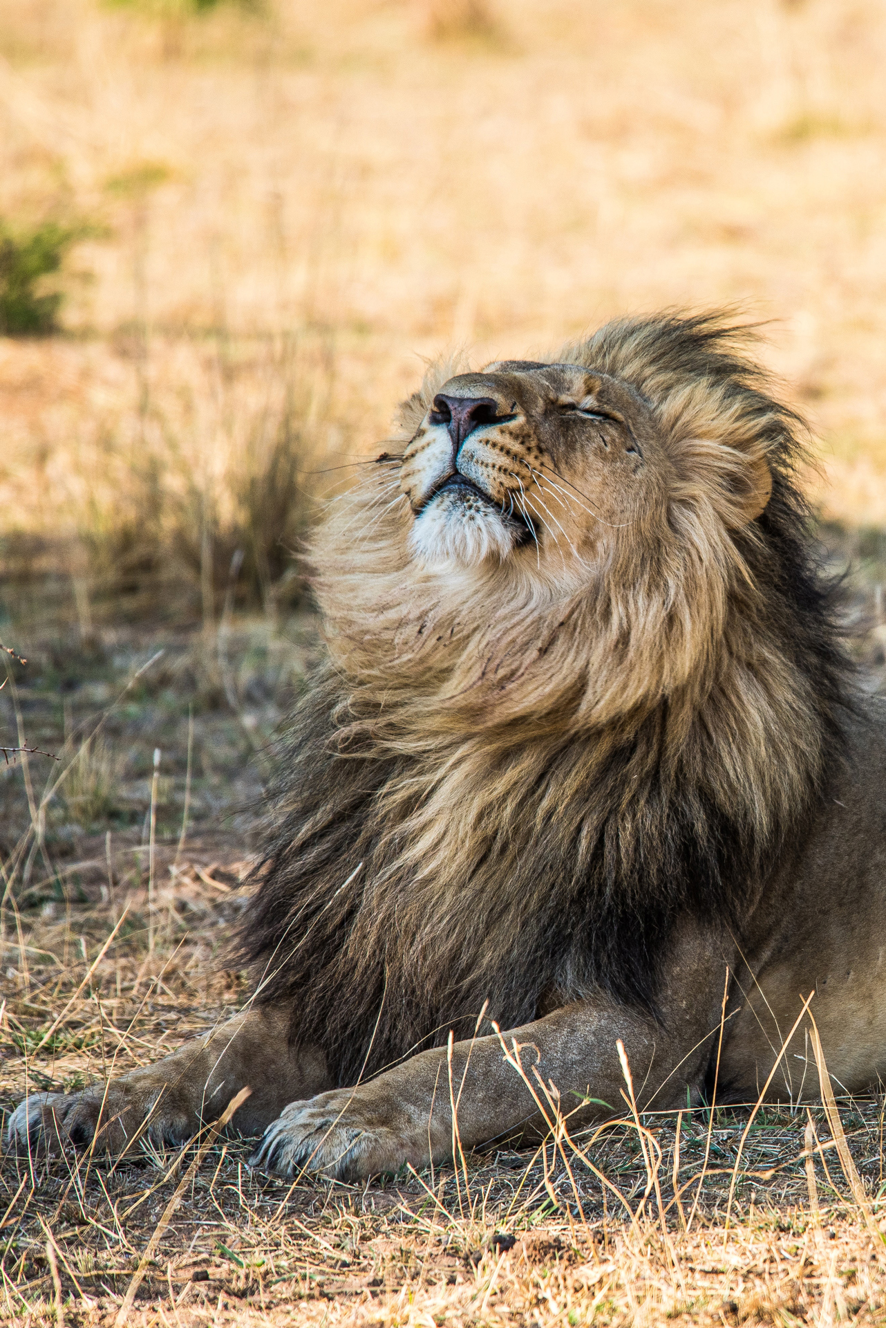 A lion laid with its eyes closed