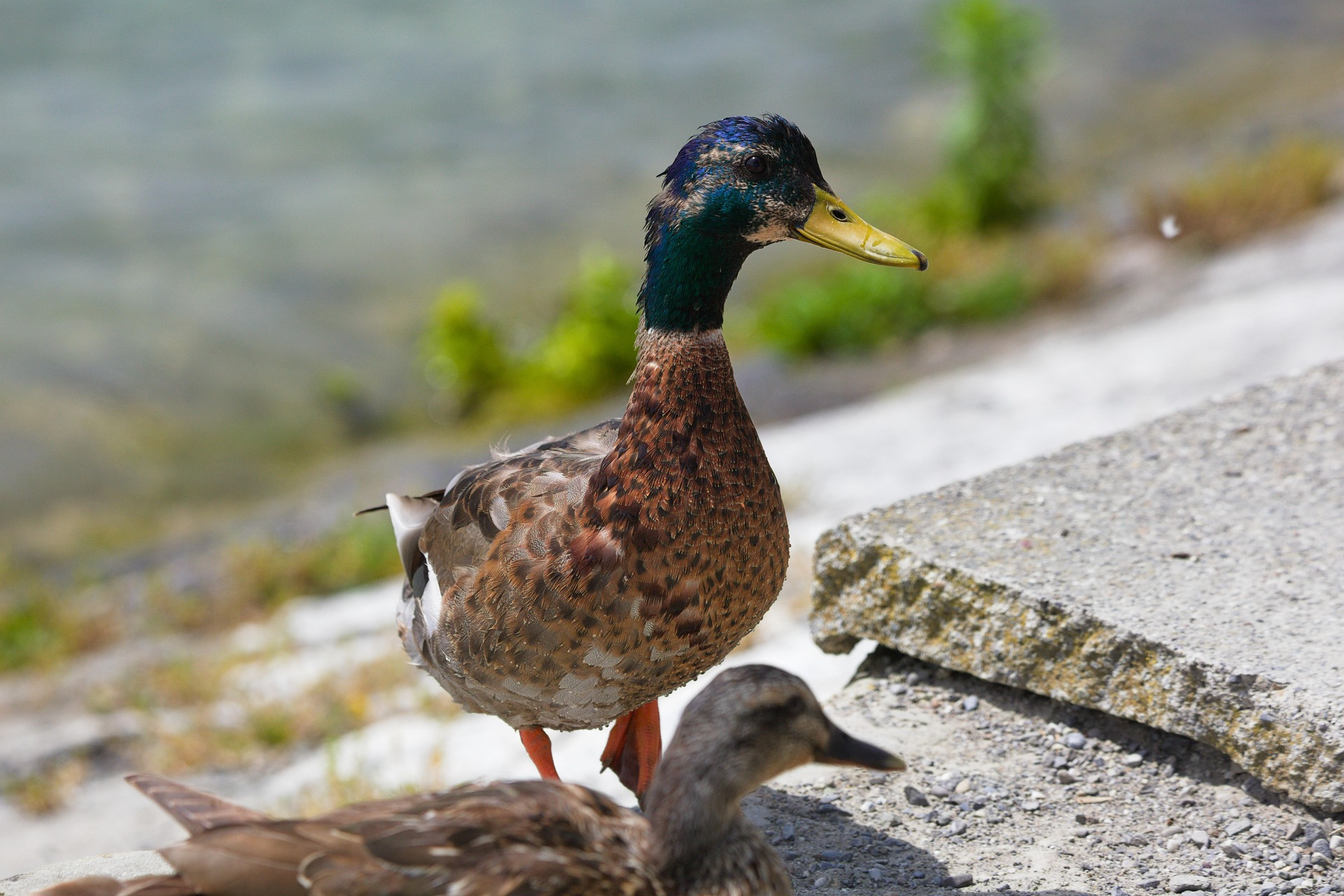 Close-up of a mallard duck standing on a rocky shoreline with another duck partially visible in the foreground.