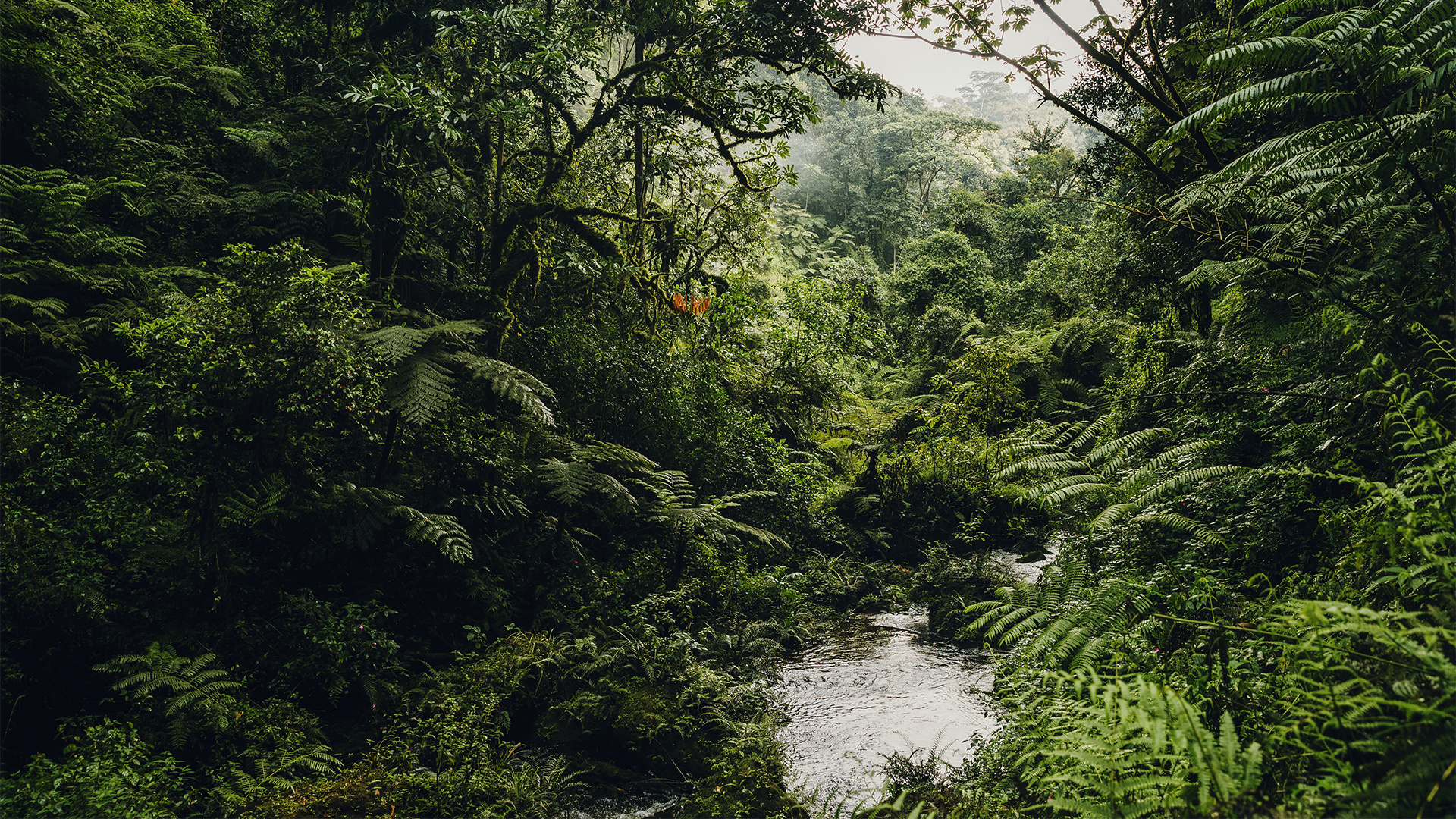  Africa, Rwanda, One&Only Ngyungwe House, Waterfall Trek