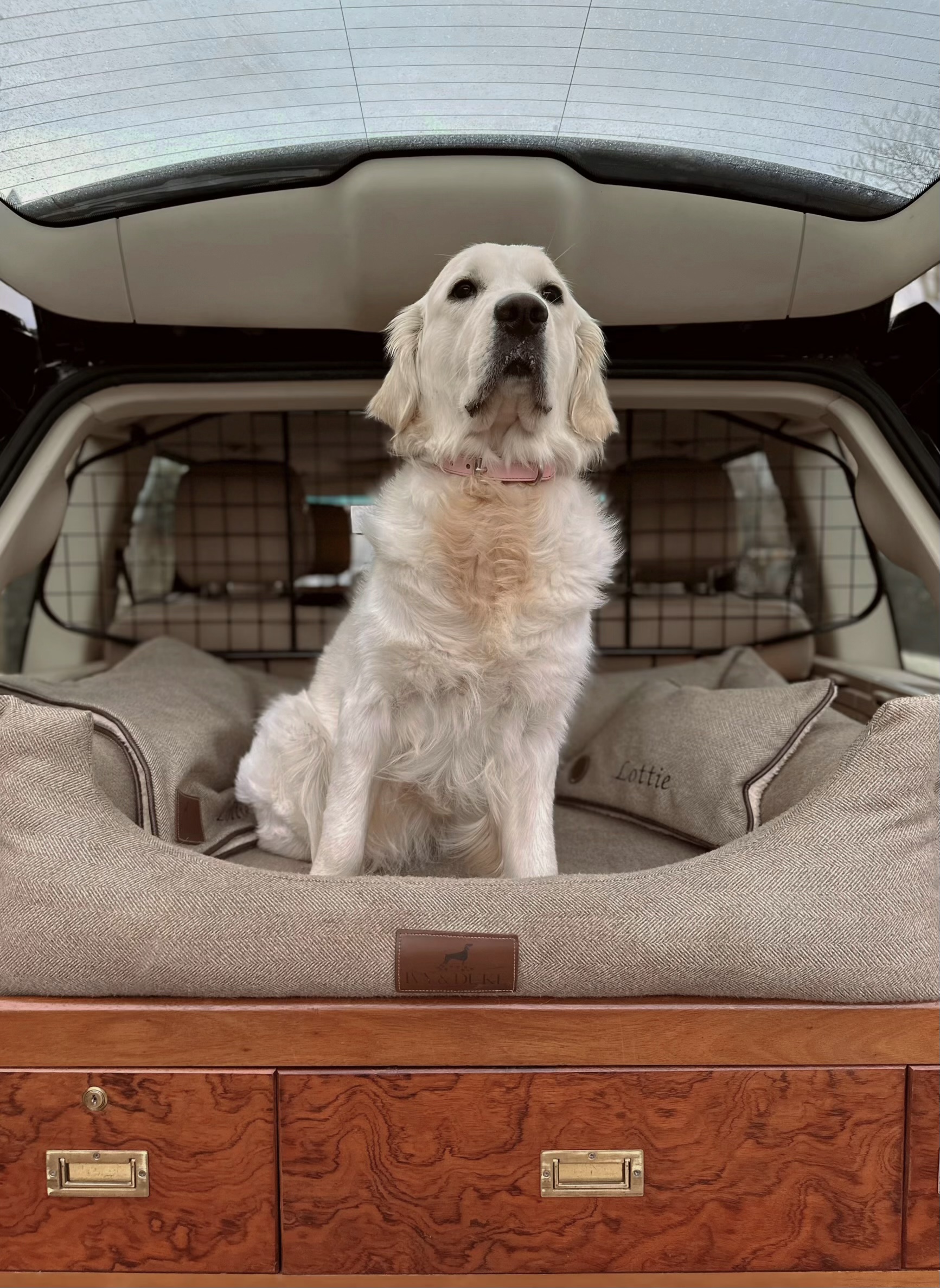 A dog in the boot of a car