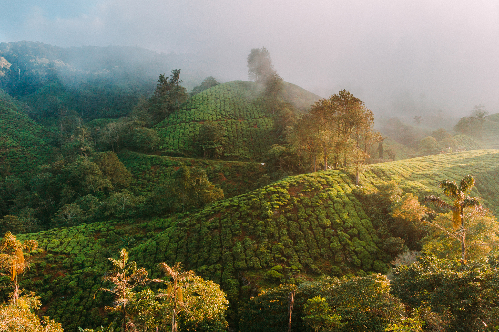 Lush green tea plantation in Hatton, Sri Lanka covering rolling hills with mist drifting across the landscape at sunrise.