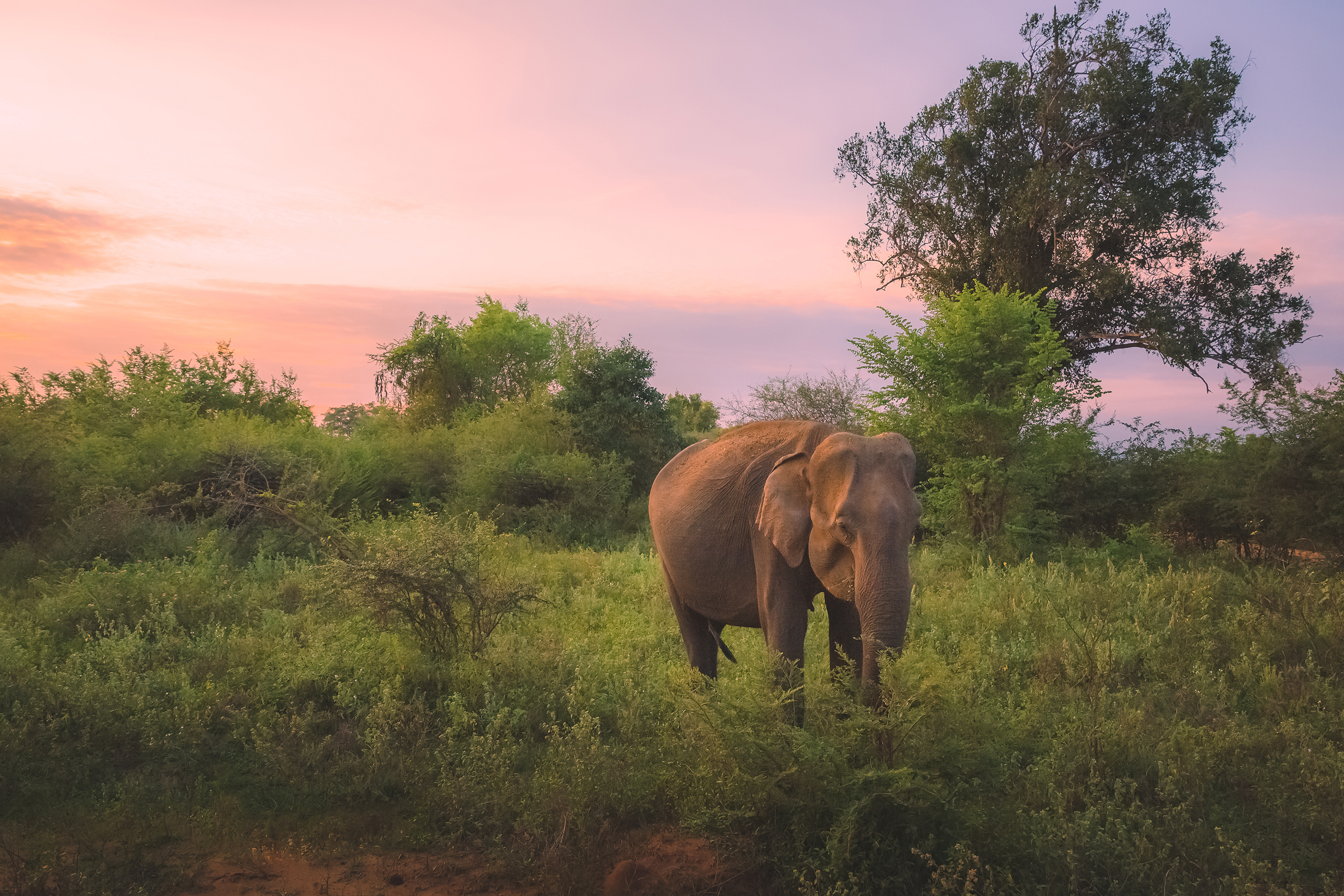 Asian elephant standing amongst greenery against a pink and purple sky