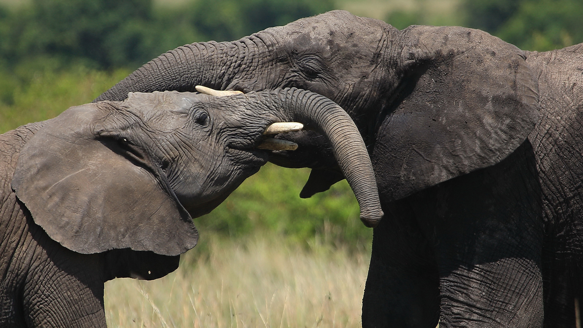  Africa, Kenya, Mara Plains Camp, Elephants