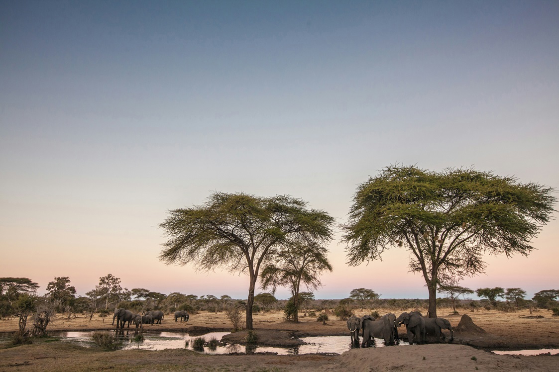 A group of elephants stands near a waterhole in a savanna with acacia trees and a clear sky.