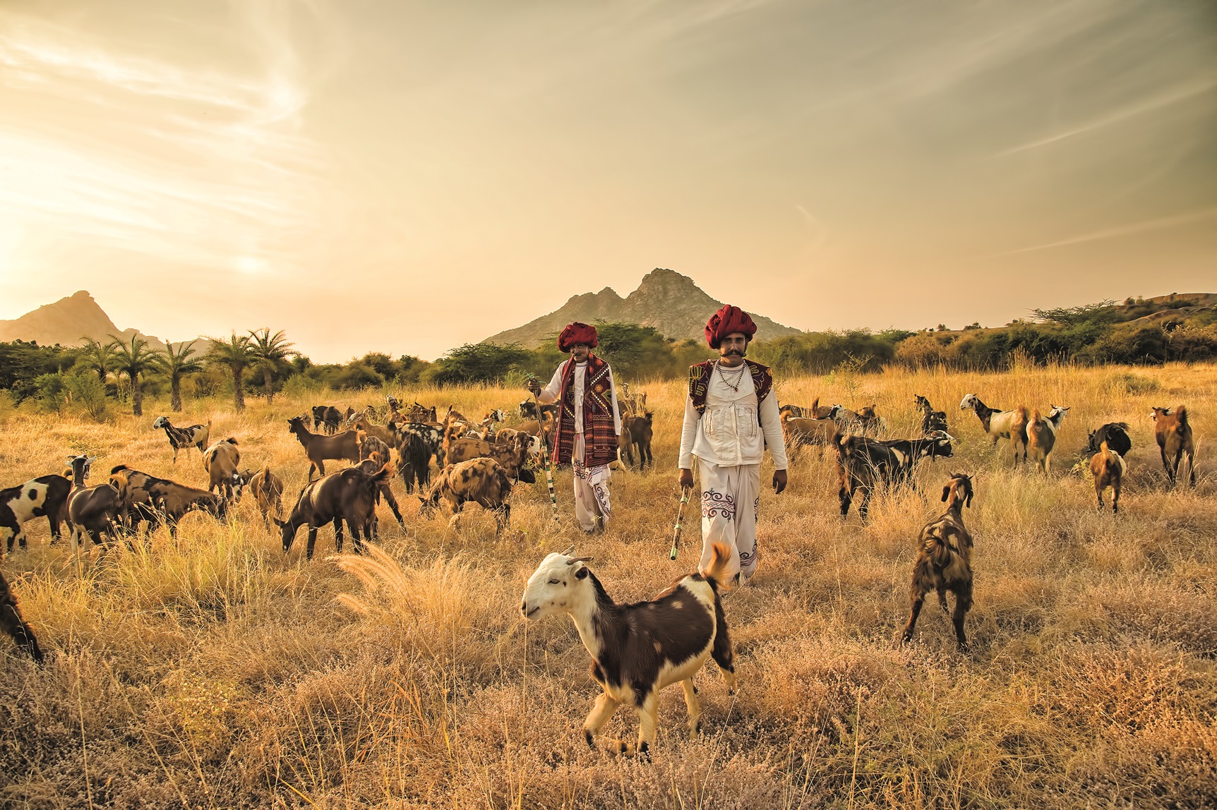 Two men in traditional attire herd a large group of goats in a dry, grassy field with mountains and palm trees in the background under a golden sky.